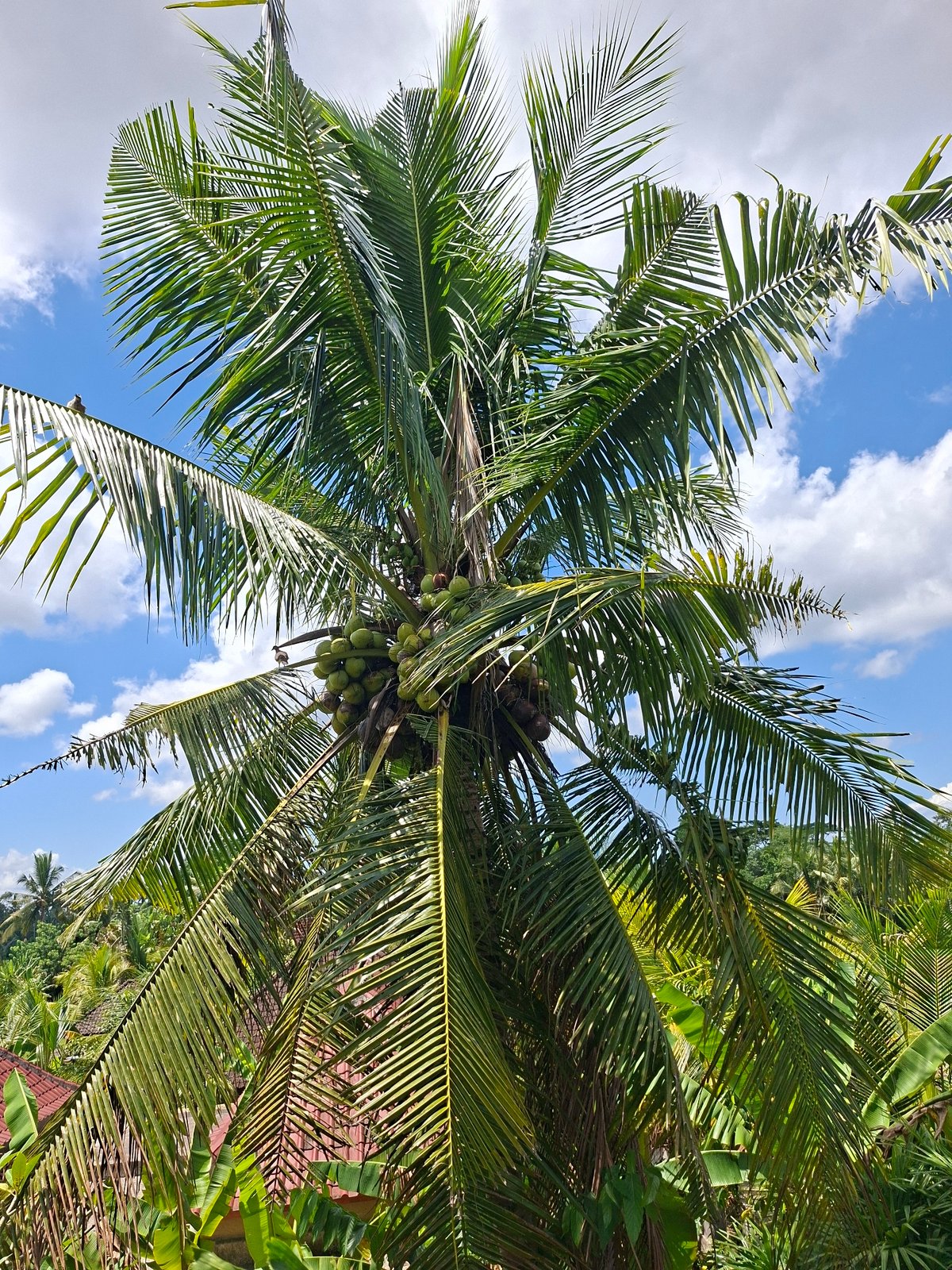 Early morning photography walk captures rural Ubud landscapes