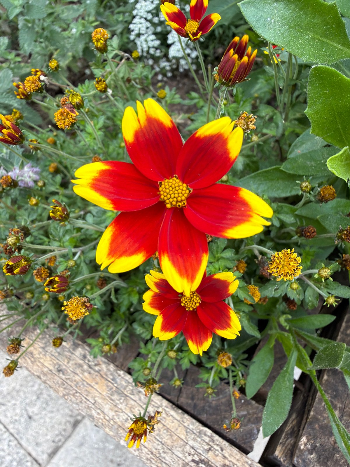 Spring flowers bloom in Barcelona street planters