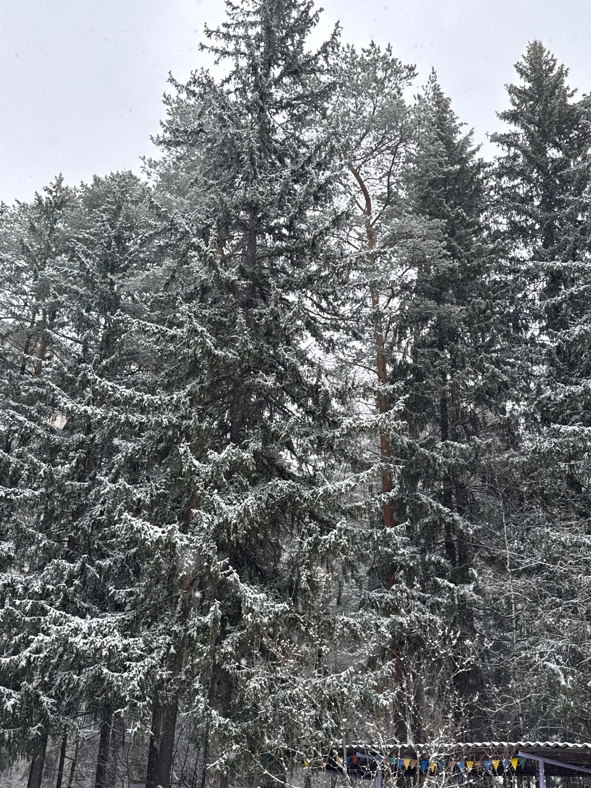 Winter scene with footprints documented in snowy Perm