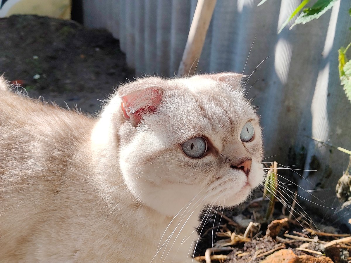 Cats sunbathing in a Kharkiv backyard alongside blooming garden flowers