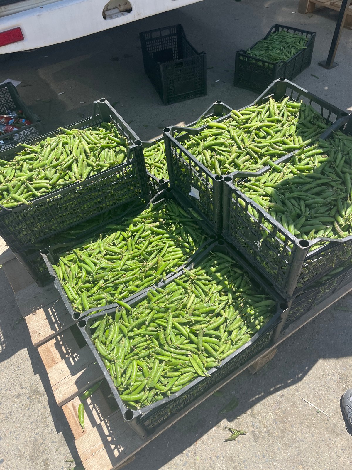 Morning market and waterfront scenes documented in Krasnodar
