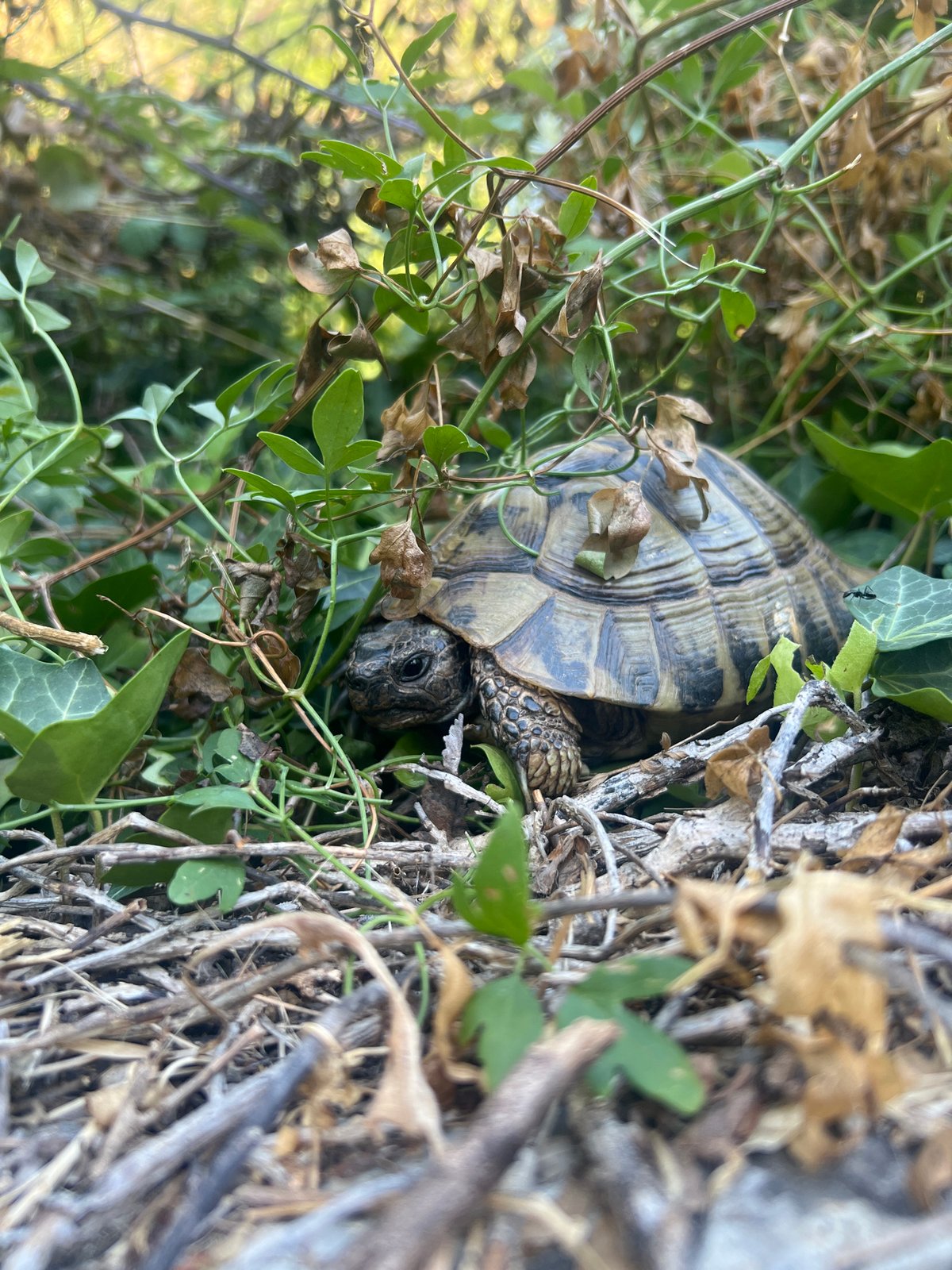 Woman encounters wild tortoise during Montenegro beach visit