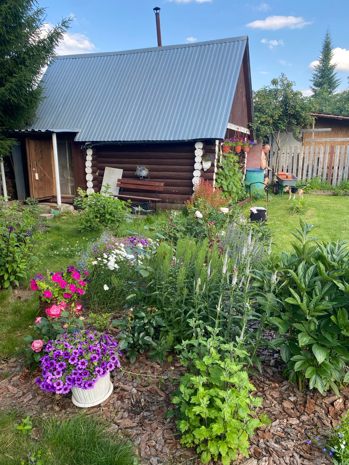 Summer afternoon at a Russian backyard dacha — grilling, a beagle, pinecones