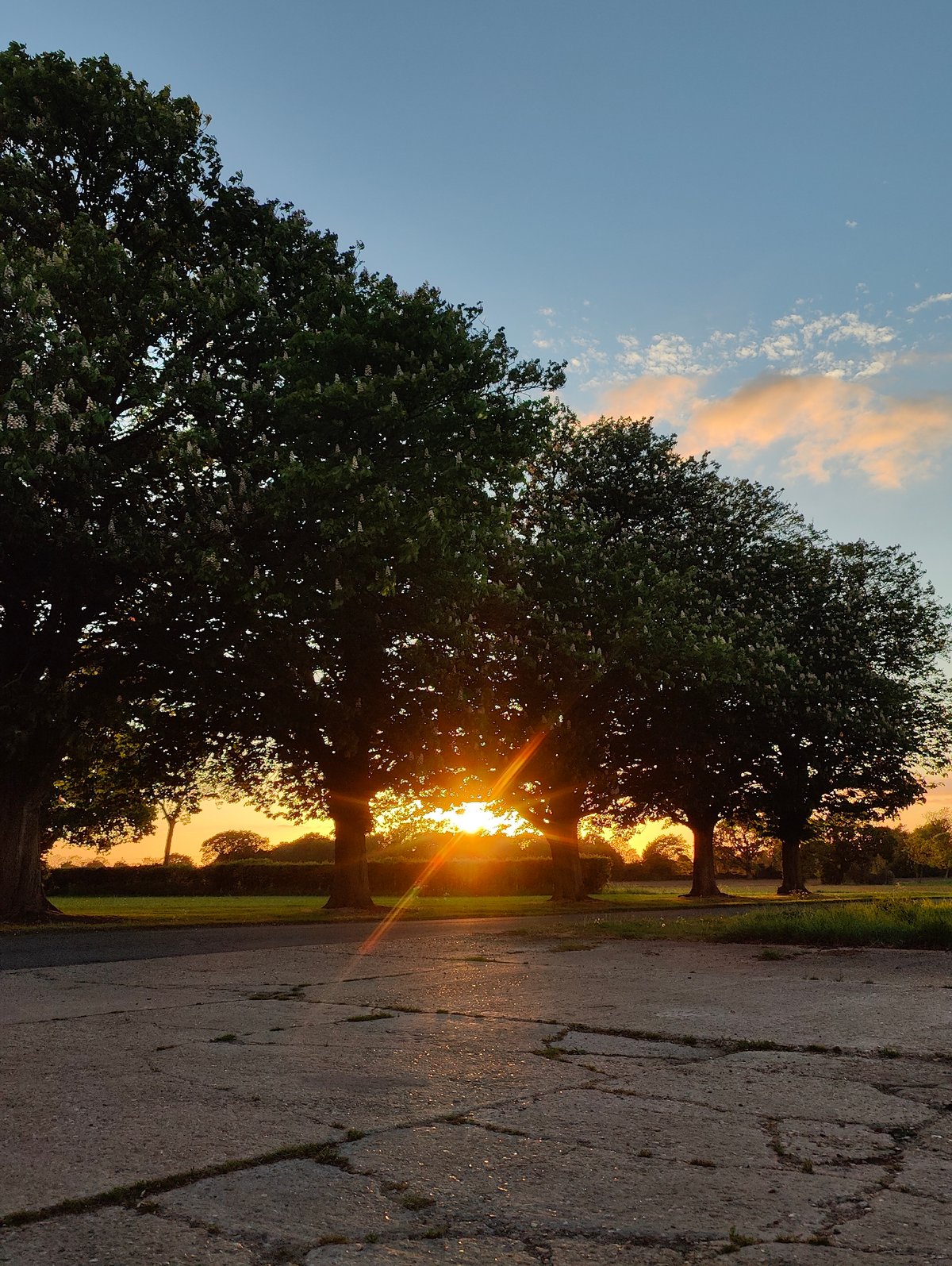 Sunset silhouettes four trees in Mid Suffolk park setting