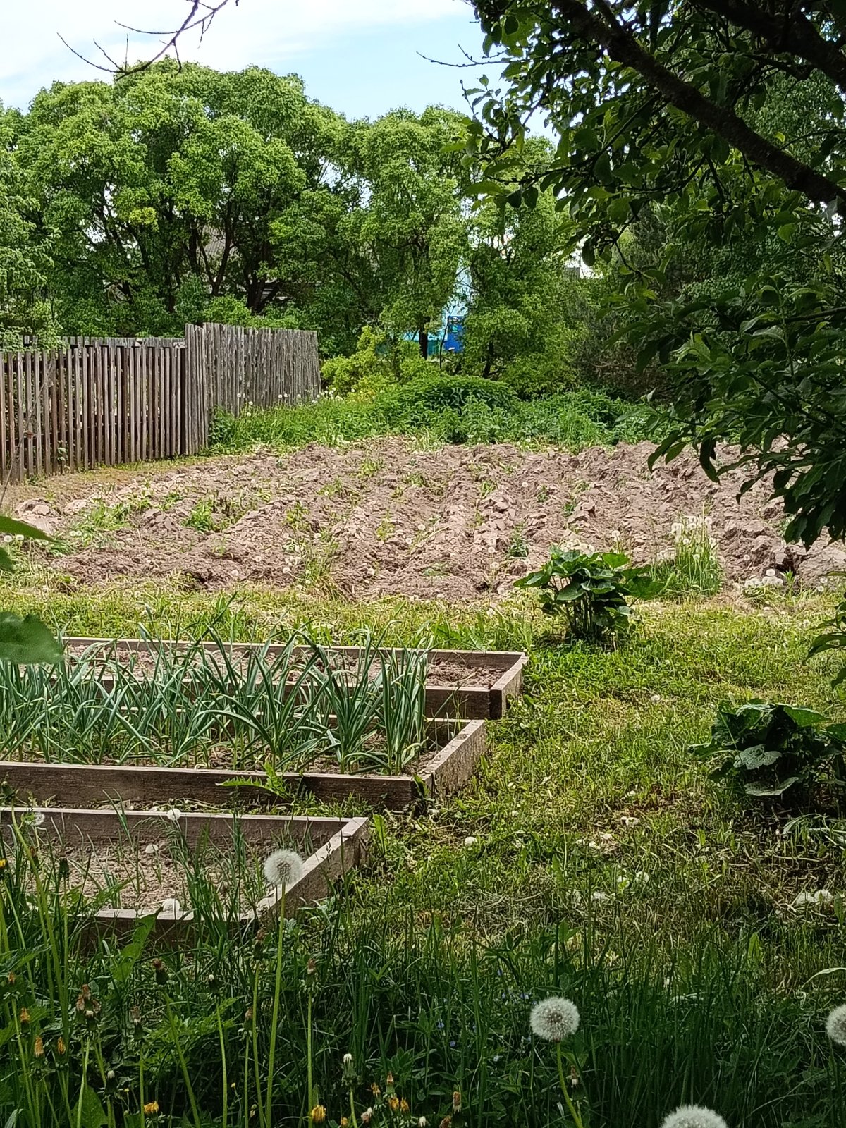 Rural Russian town life documented through gardens and landscapes