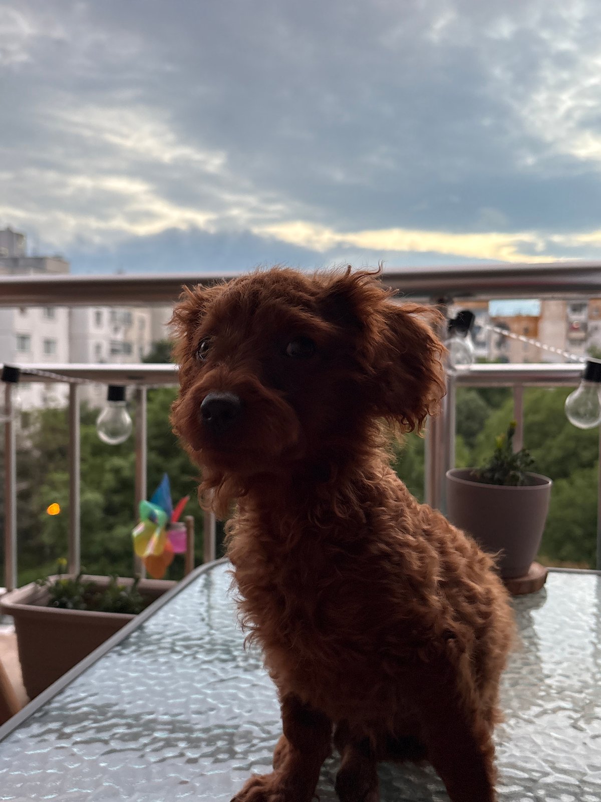 Poodle poses on balcony table during photo session in Plovdiv