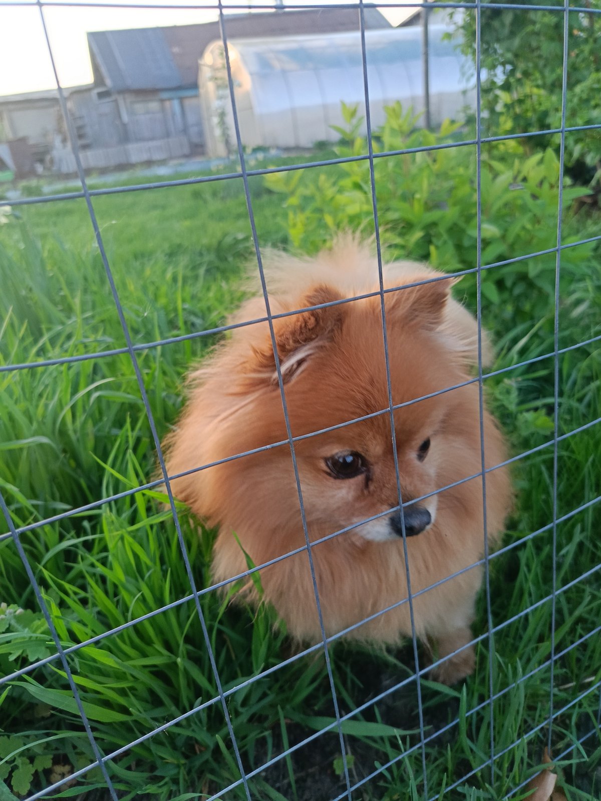 Pomeranian dog spotted behind fence in Chaikovsky, Russia