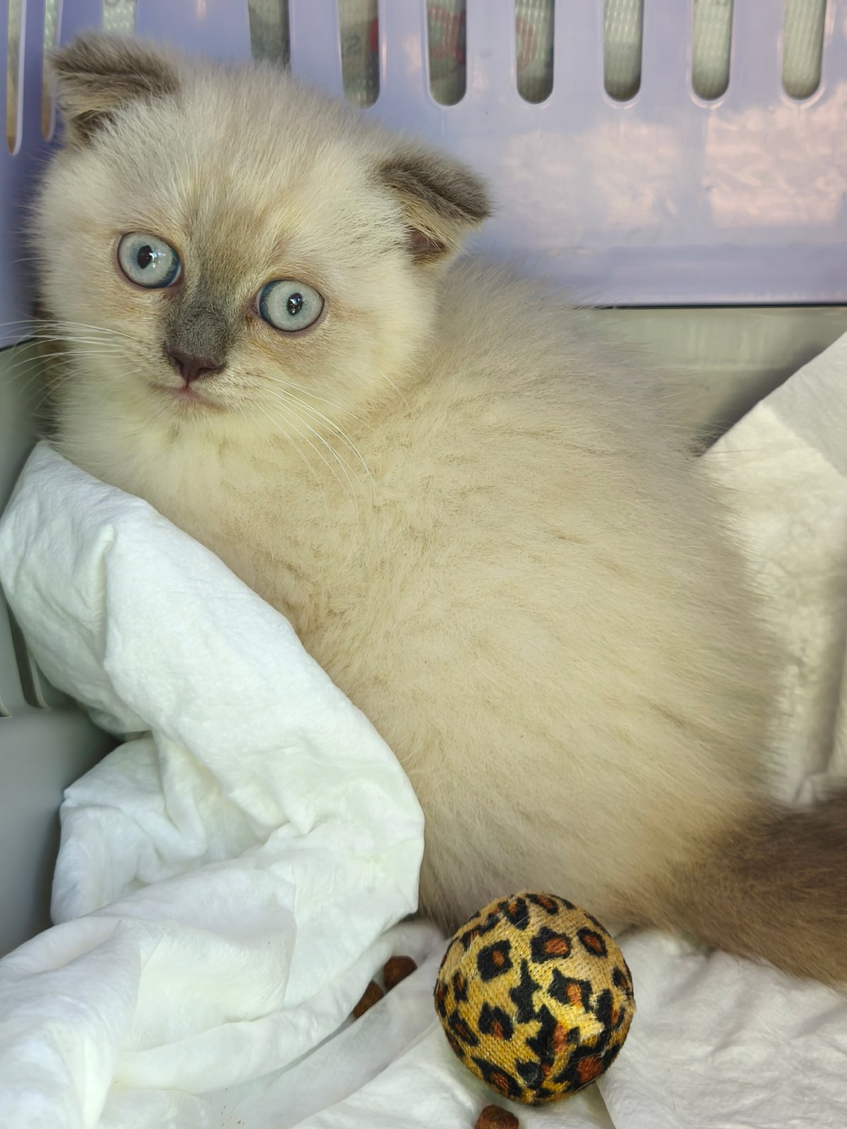 Blue-eyed kitten resting in a pet carrier in Arezzo