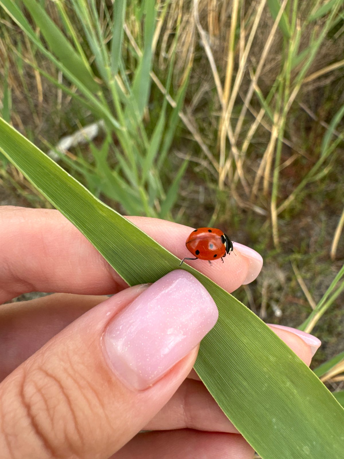 Ladybug on a blade of grass, Odesa
