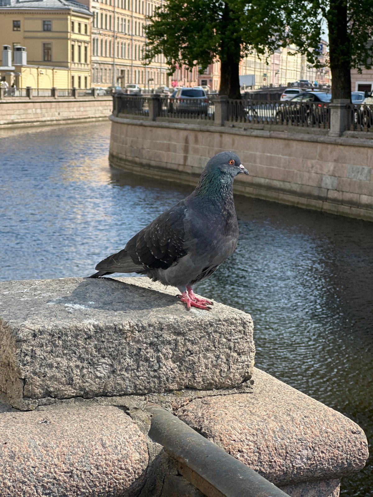 Morning glimpses of Saint Petersburg street life captured