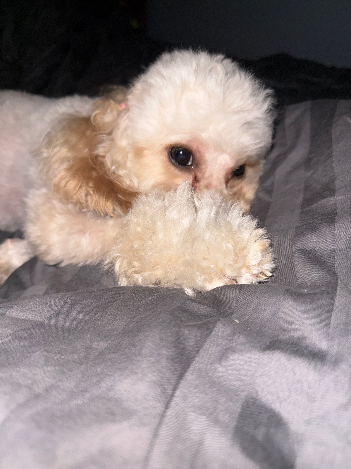 Poodle rests on bed while Disney+ plays in Troyan