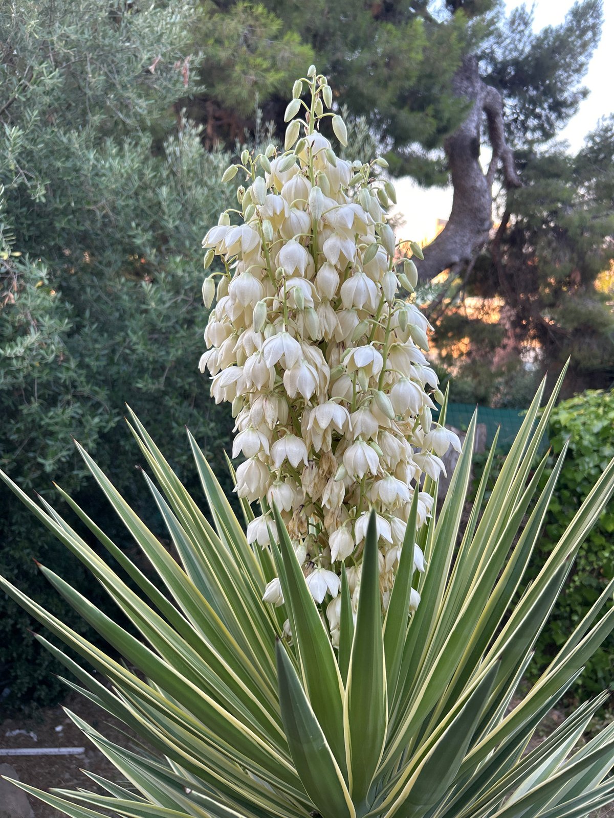 Barcelona hillside street at dawn, yucca plants and urban detail