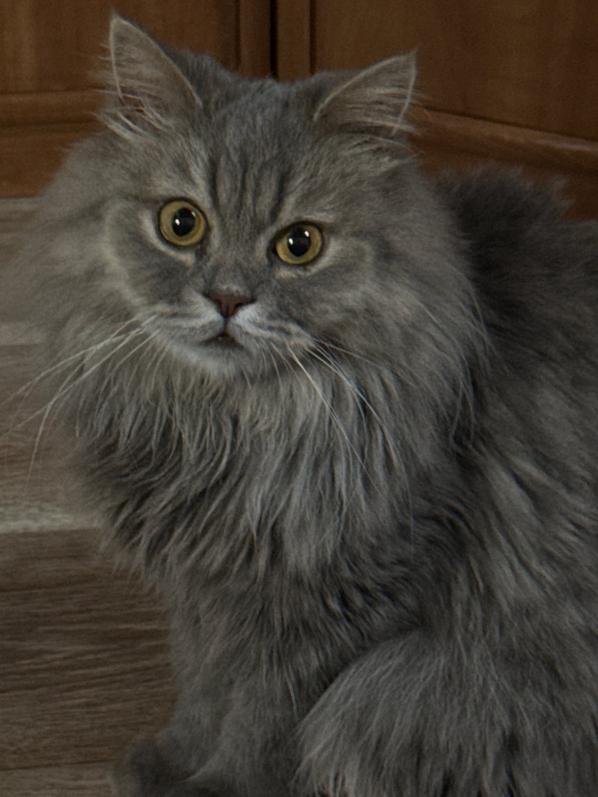 Cat and chips: a low-key evening in Zhovte