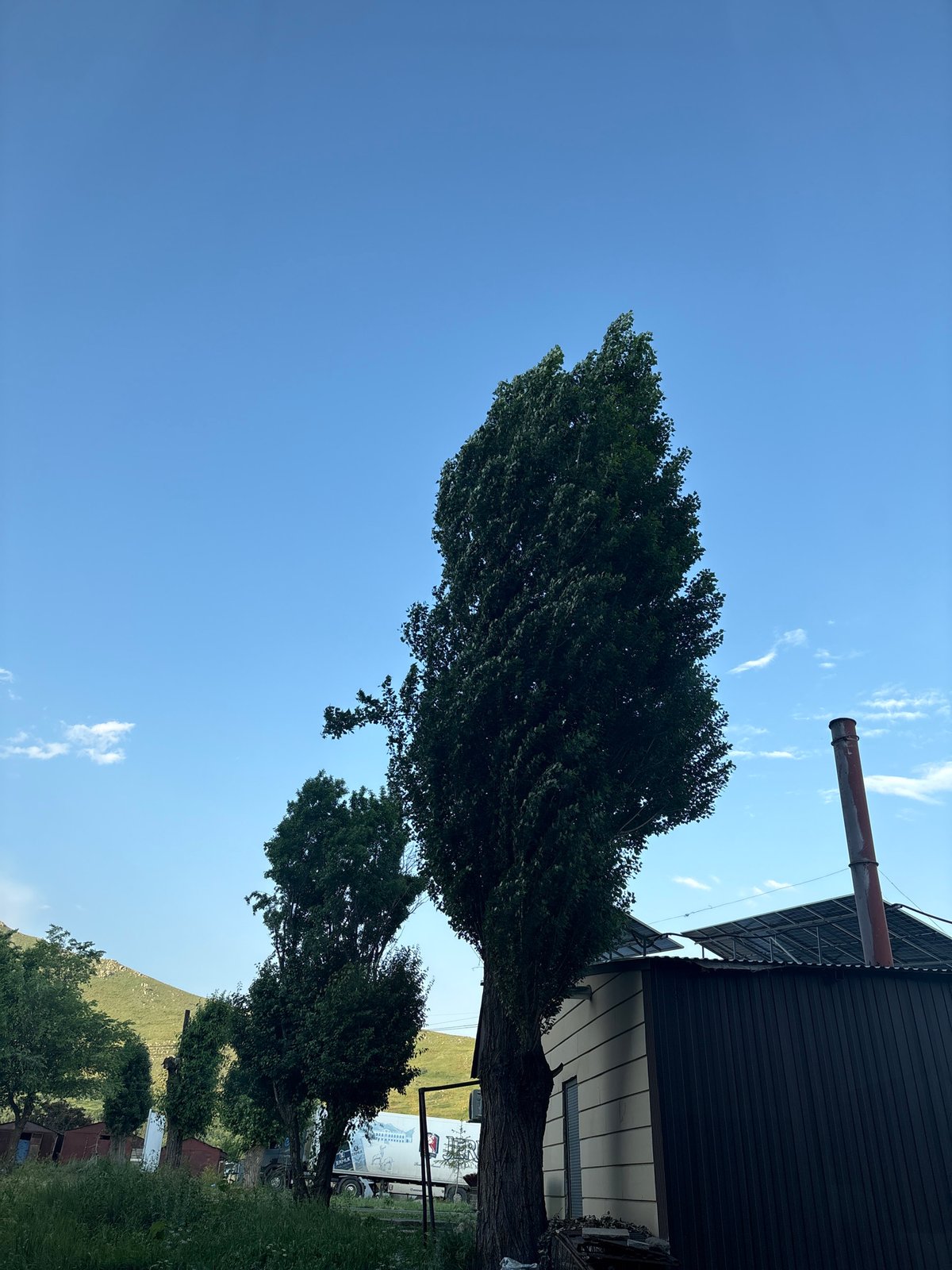 Rural road scene with a tree, building, and figure on the sidewalk