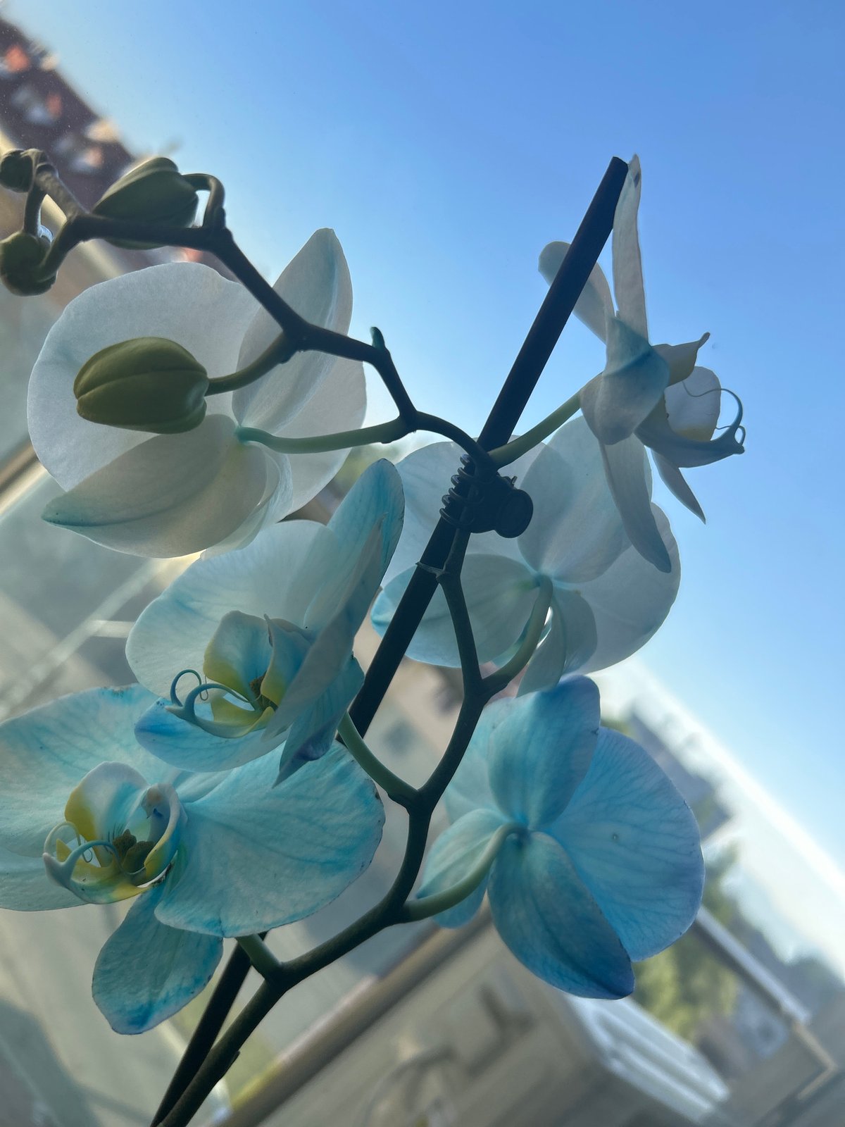 Blue and white orchid captured against sky backdrop