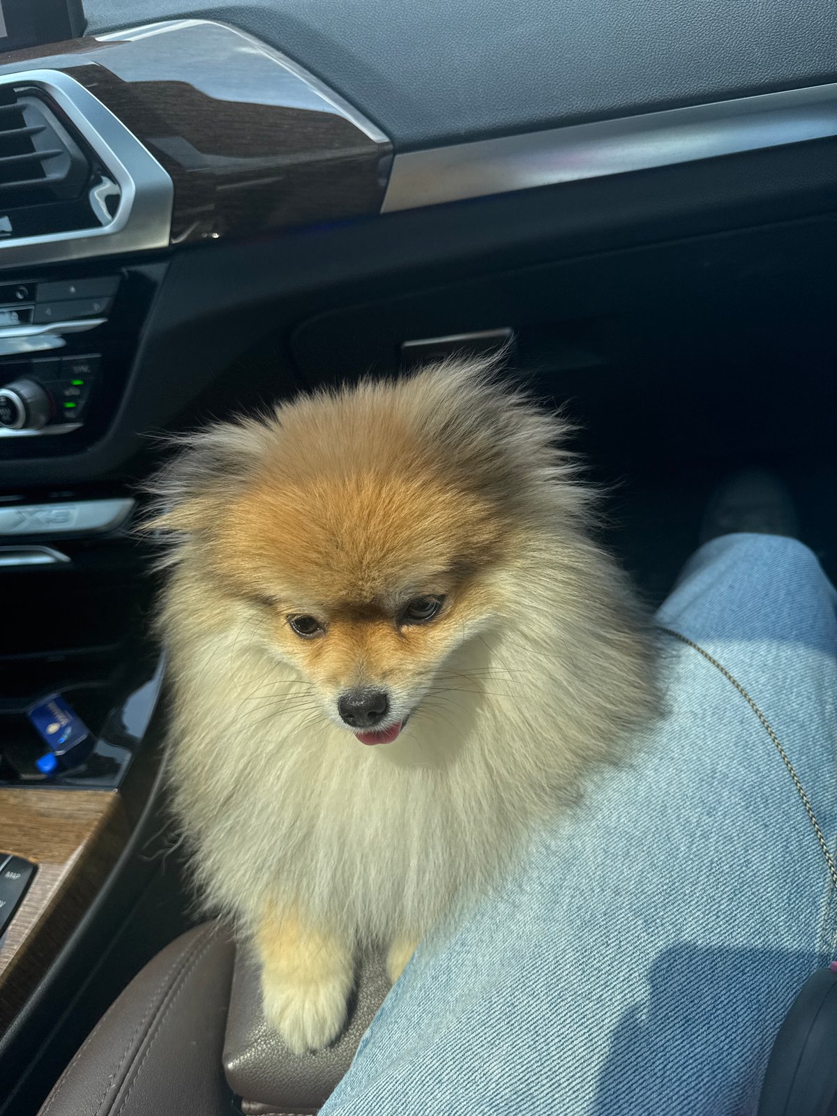 Sofia resident documents daily life with Pomeranian companion