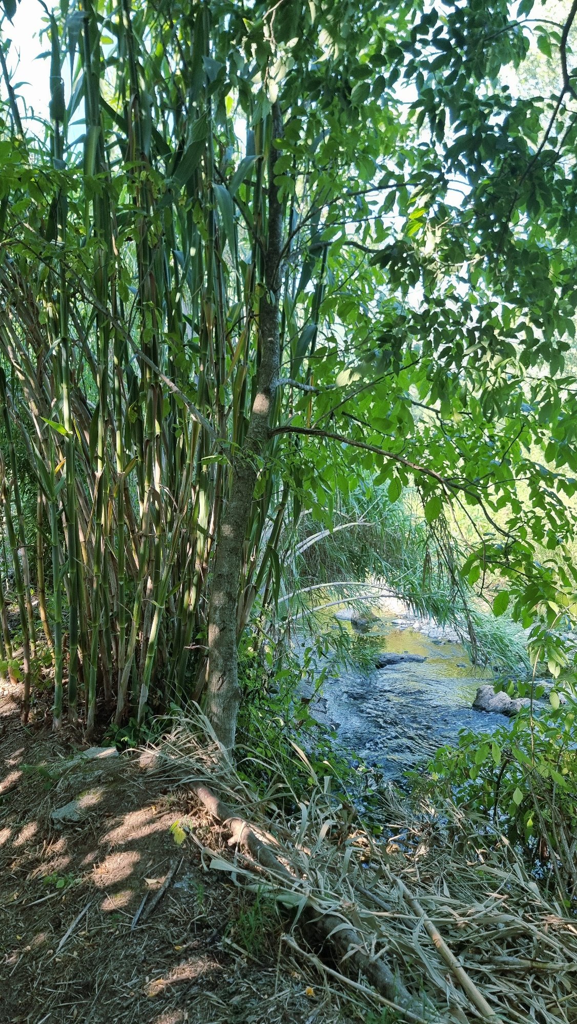 Riverside greenery and wildflowers in Llocalou, Spain