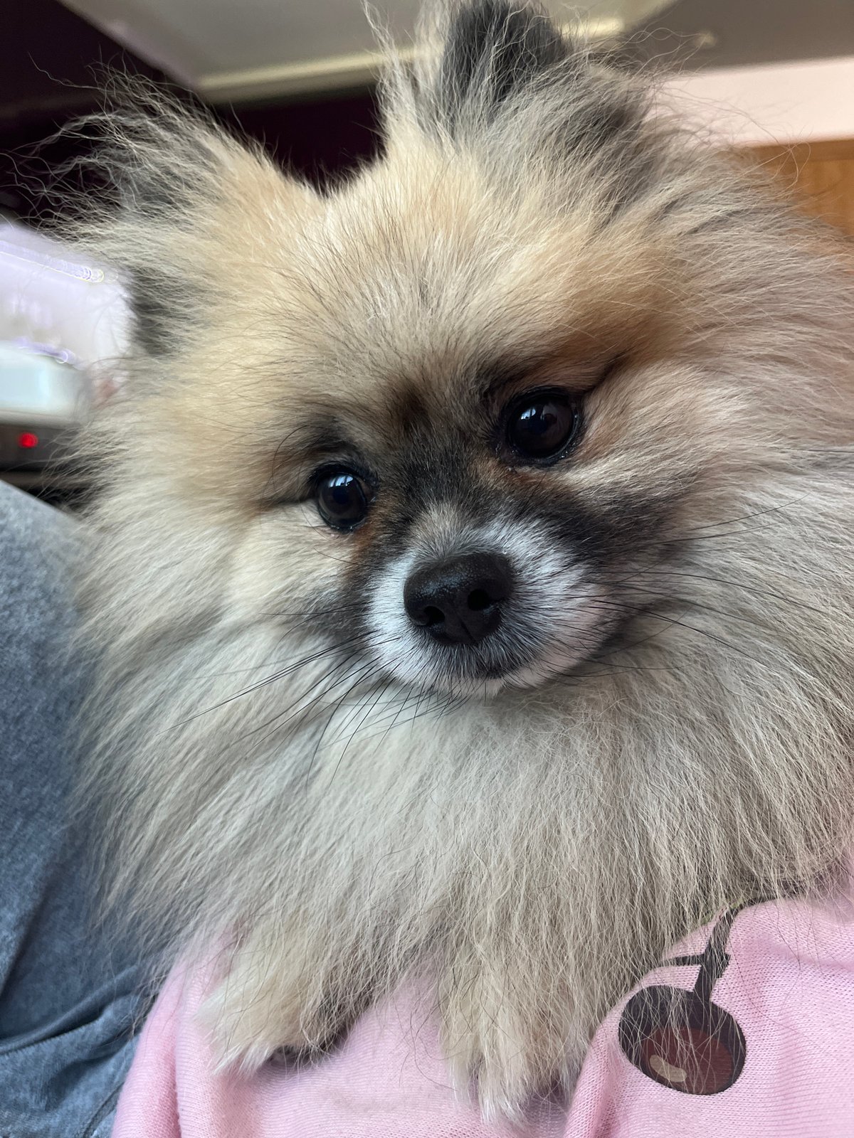 Pomeranian dog photographed in close-up shot in Dimitrovgrad, Bulgaria