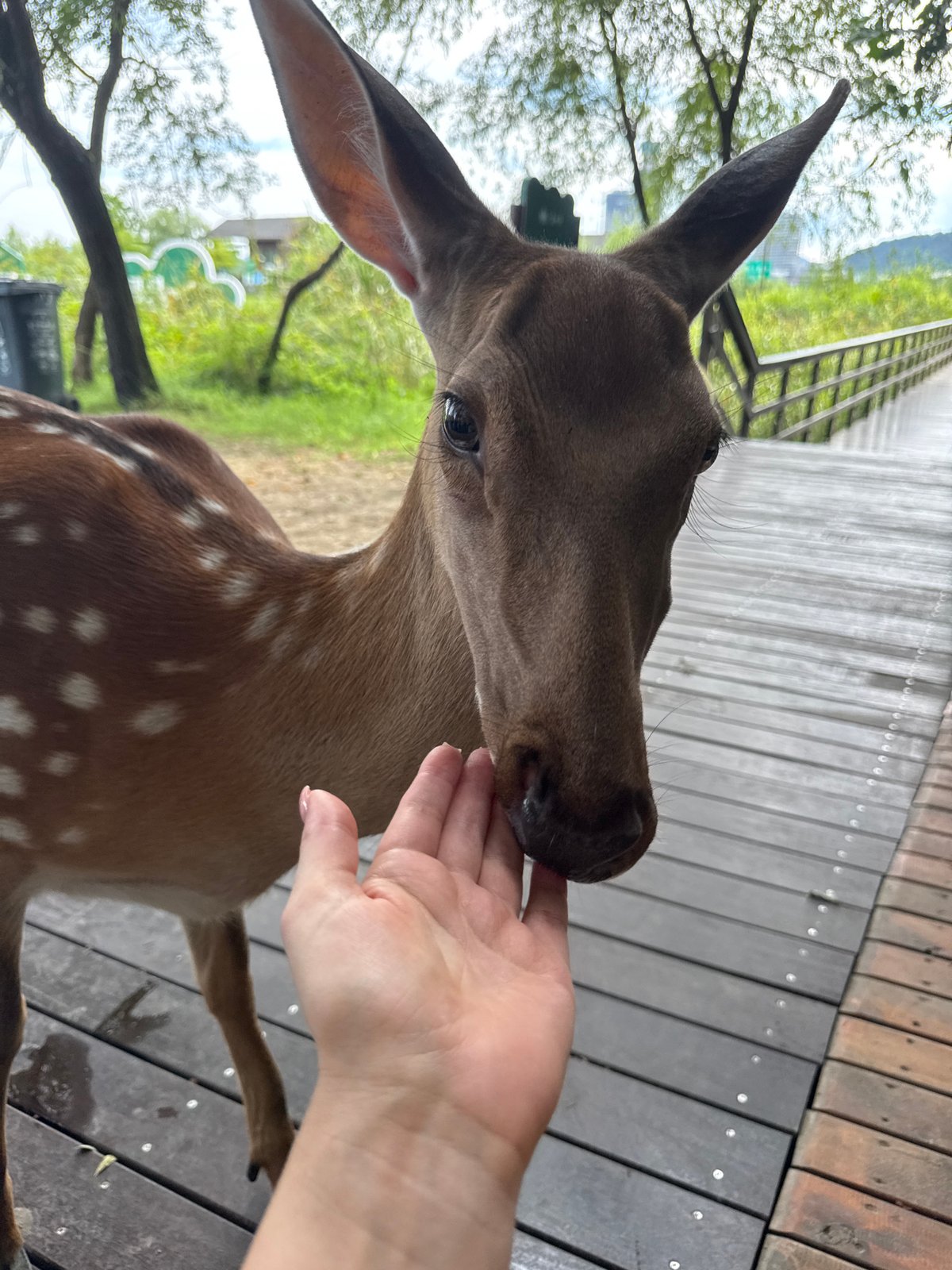 Spotted deer feeding and roaming a Lin'an park wetland