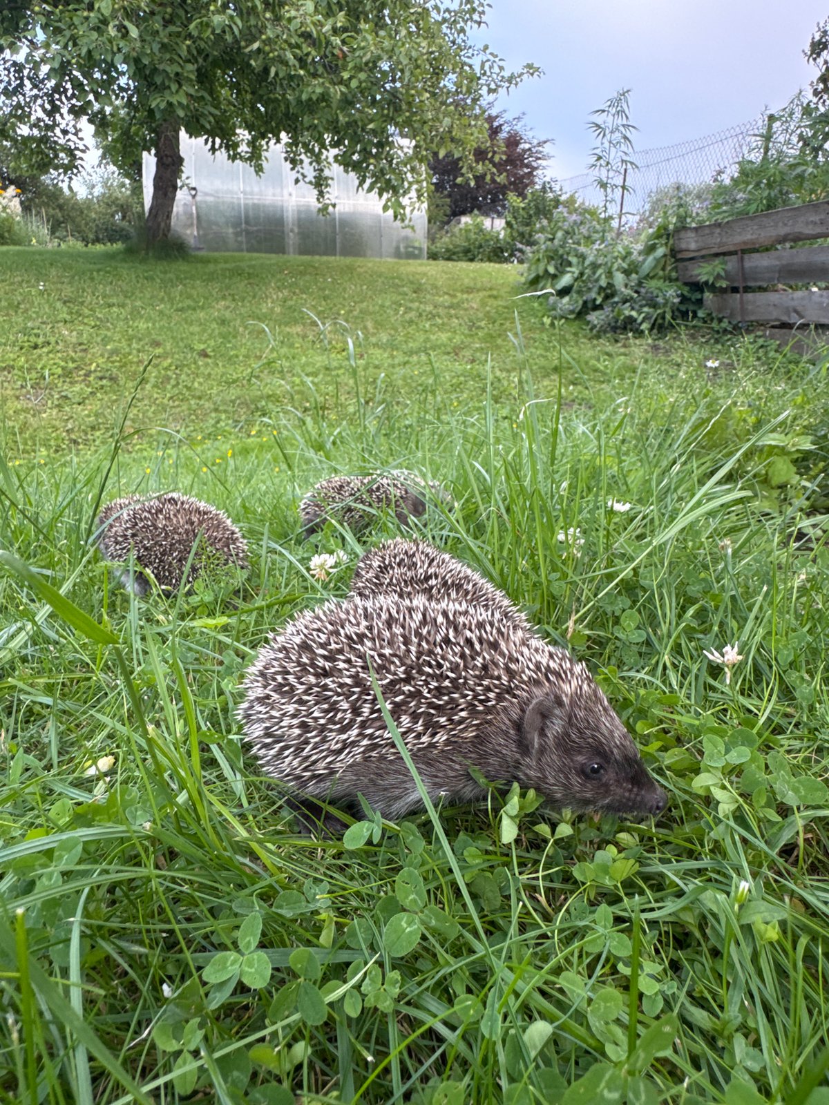 Backyard hedgehog hangout in Carnikava, Latvia