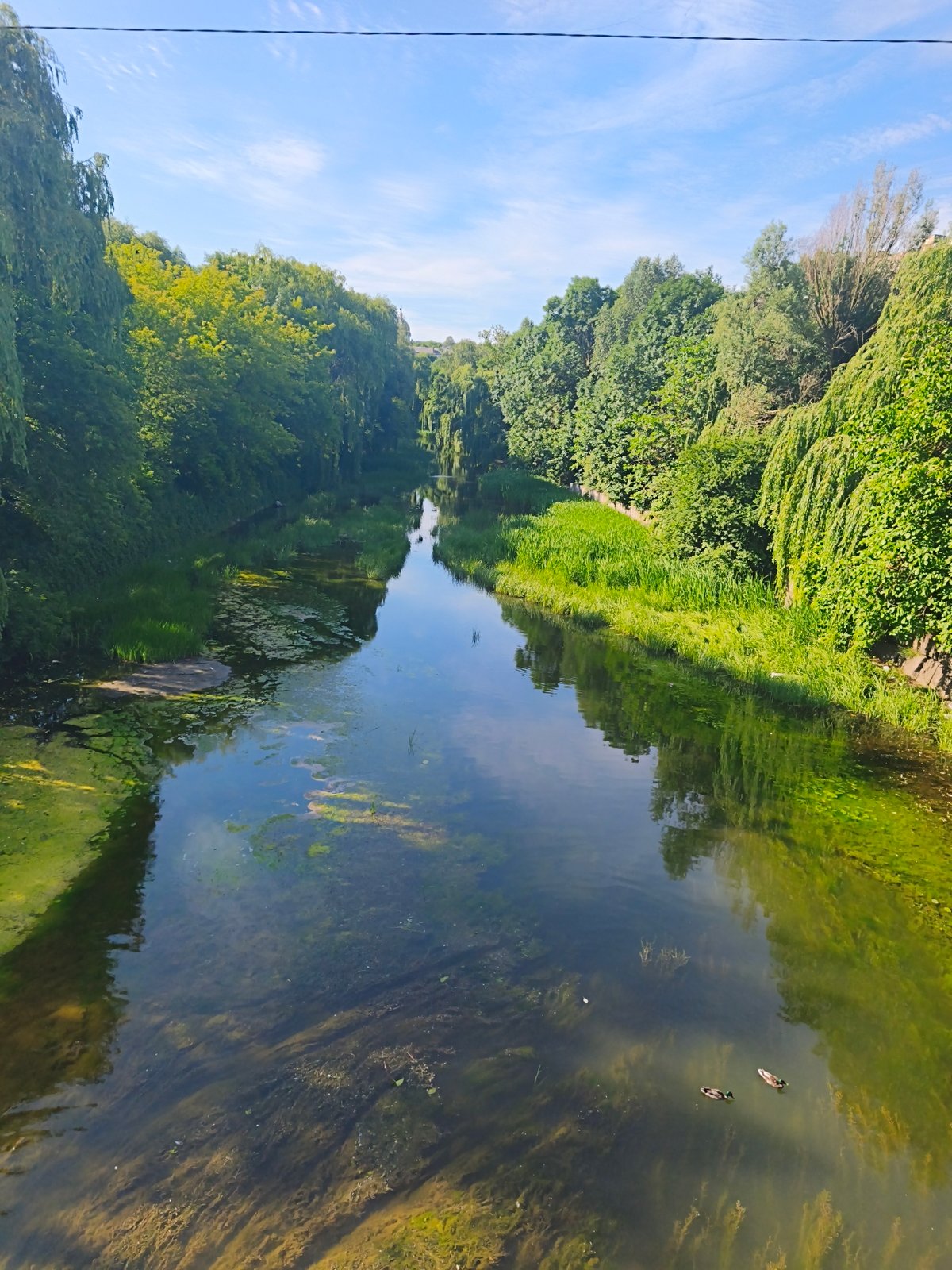 Seret River in Ternopil, lush and green on a summer day