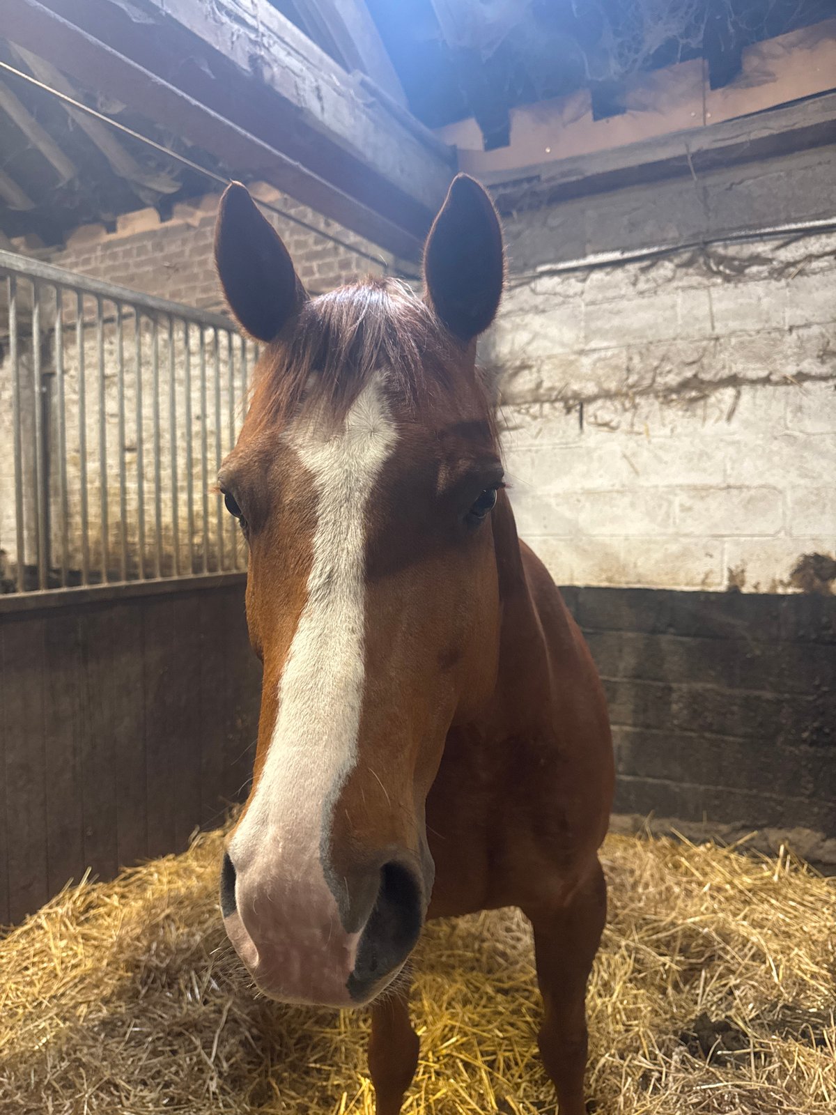 Horses documented at Belgian stable facility in Estaimpuis