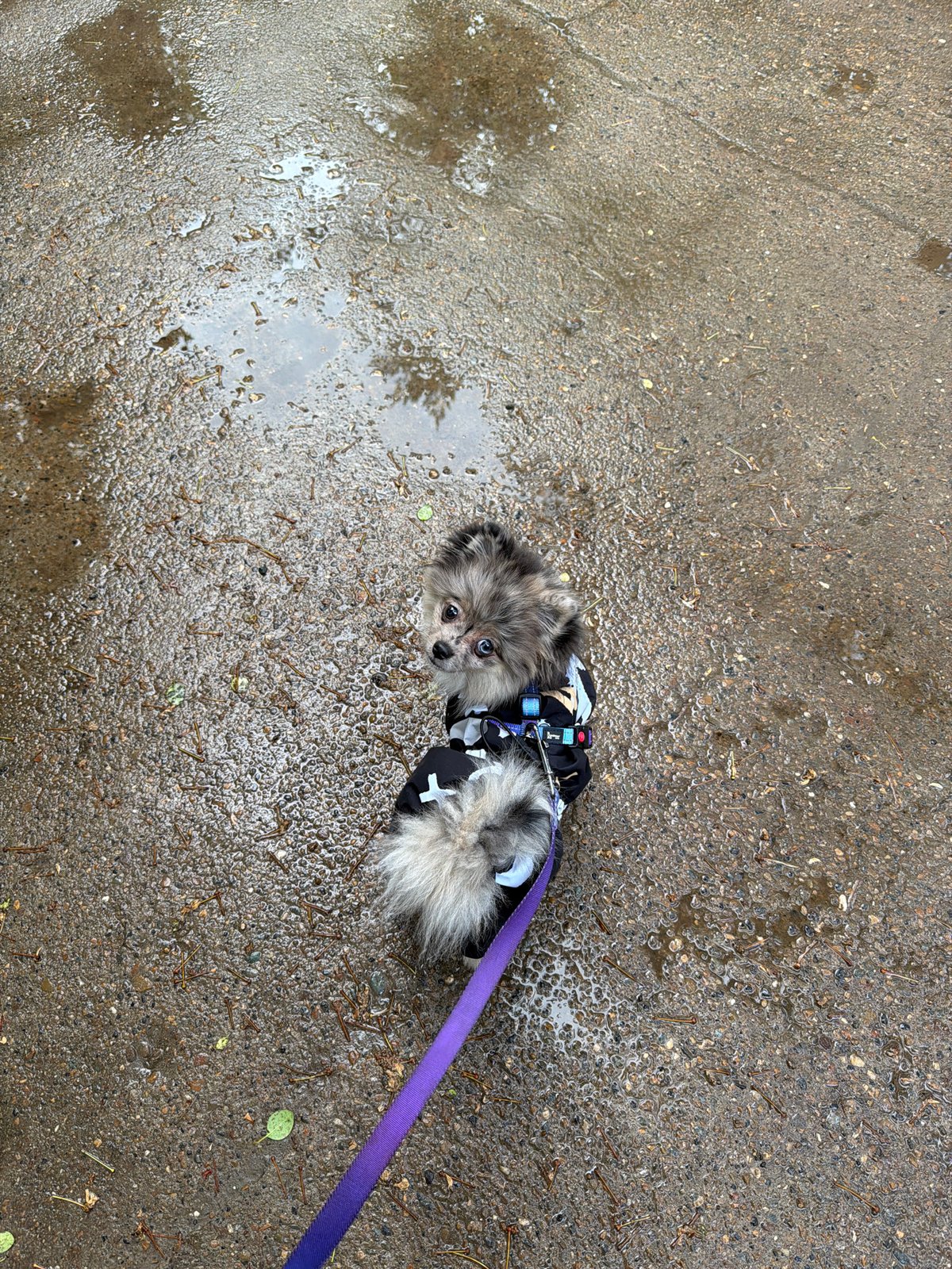 Everyday moments captured in Chaikovsky: pets, streets, garden life