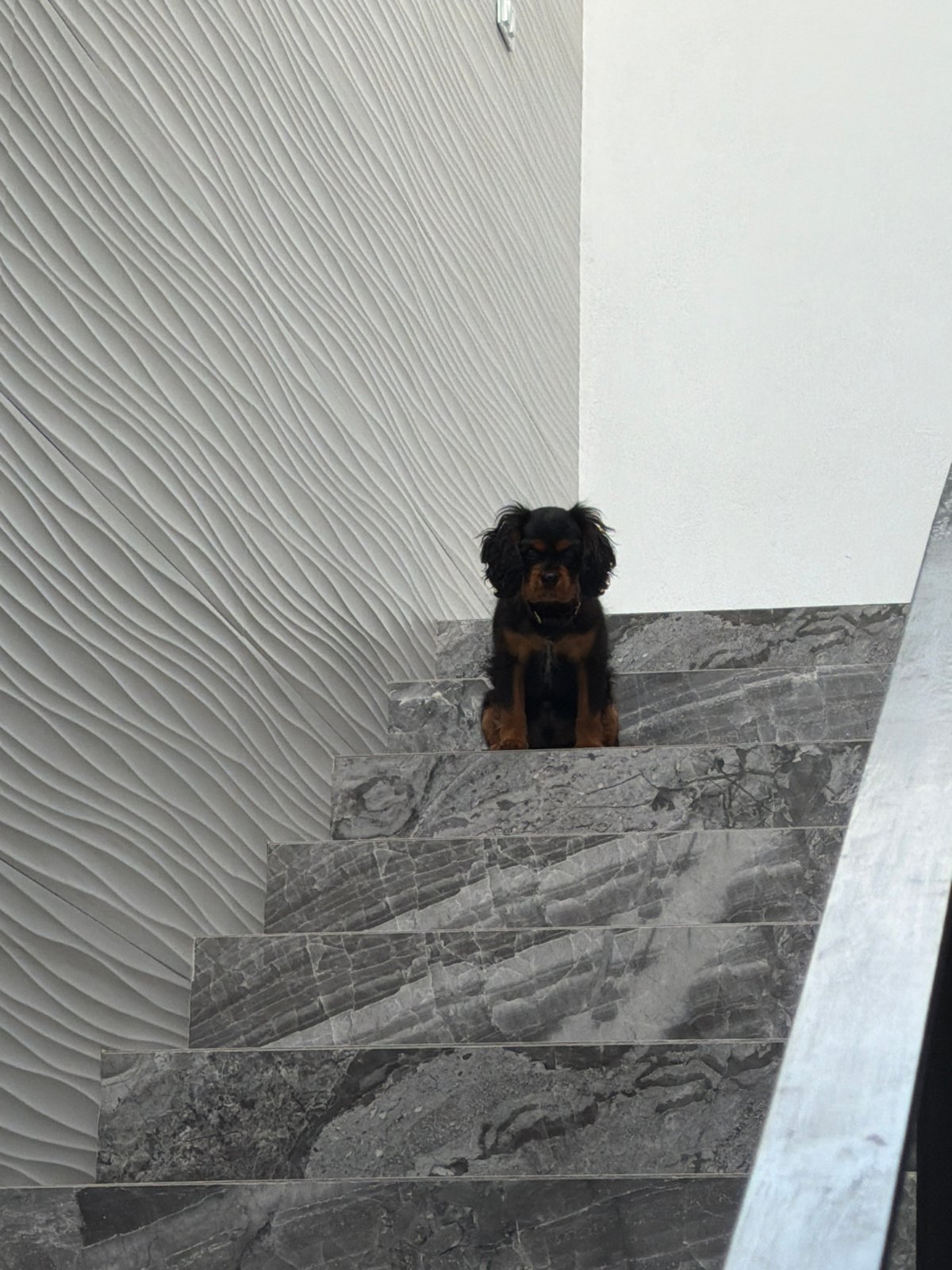 Dog spotted behind marble staircase in Puebla, Mexico
