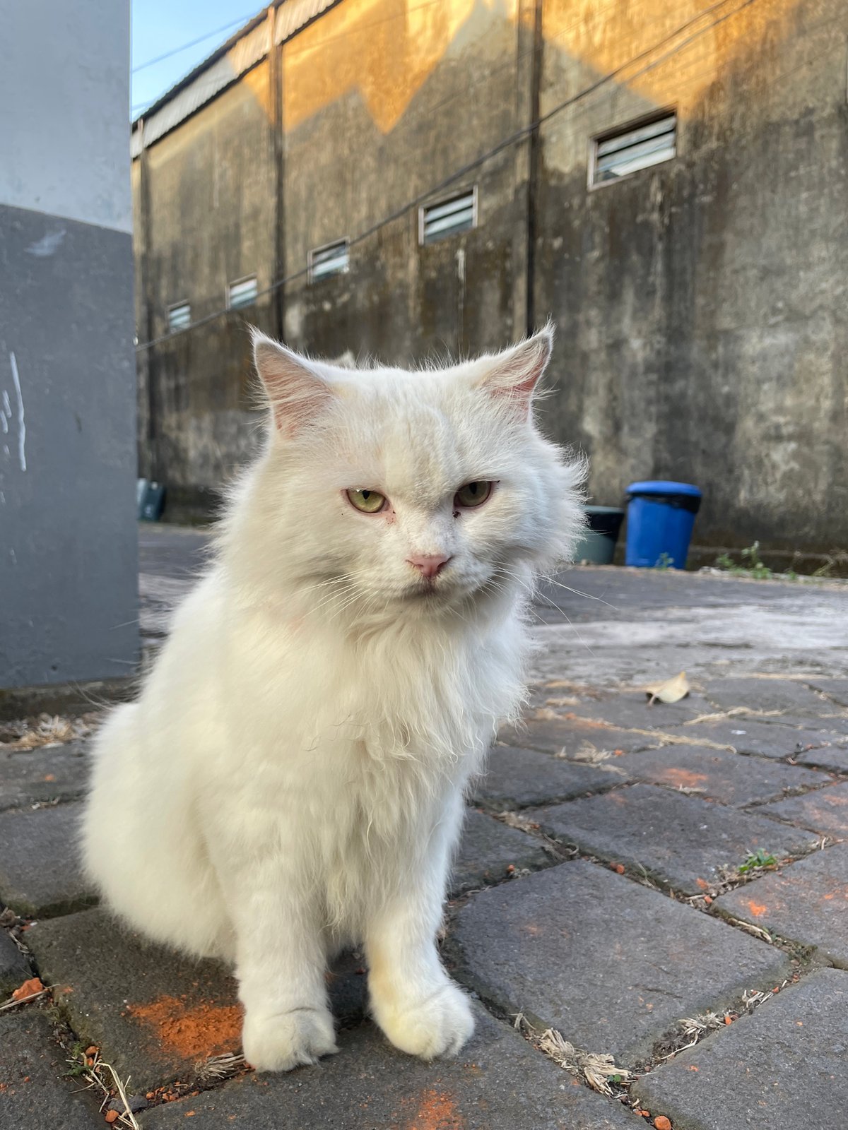 Quiet Mengwi morning: rice fields, a cat, and sushi spread
