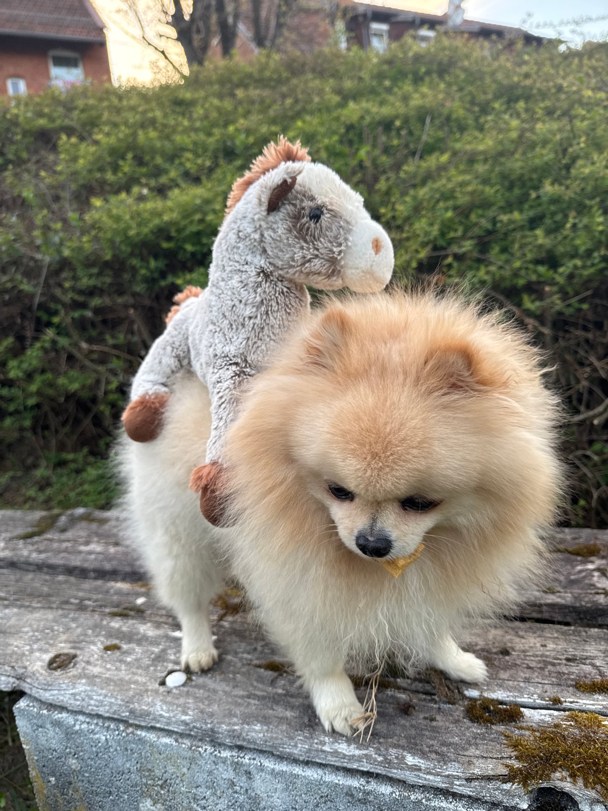 Pomeranian dog photographed with stuffed animal in German town