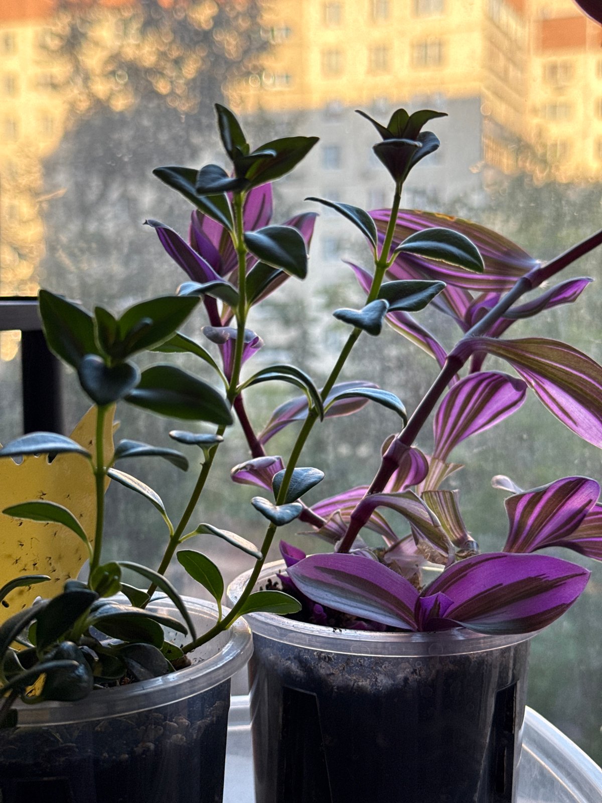 Indoor plant collection and apartment details, up close