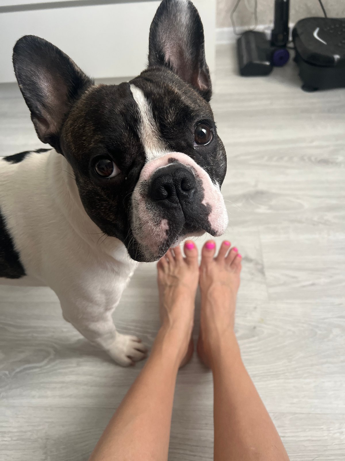Dog owner captures overhead photos with pet in Yoshkar-Ola