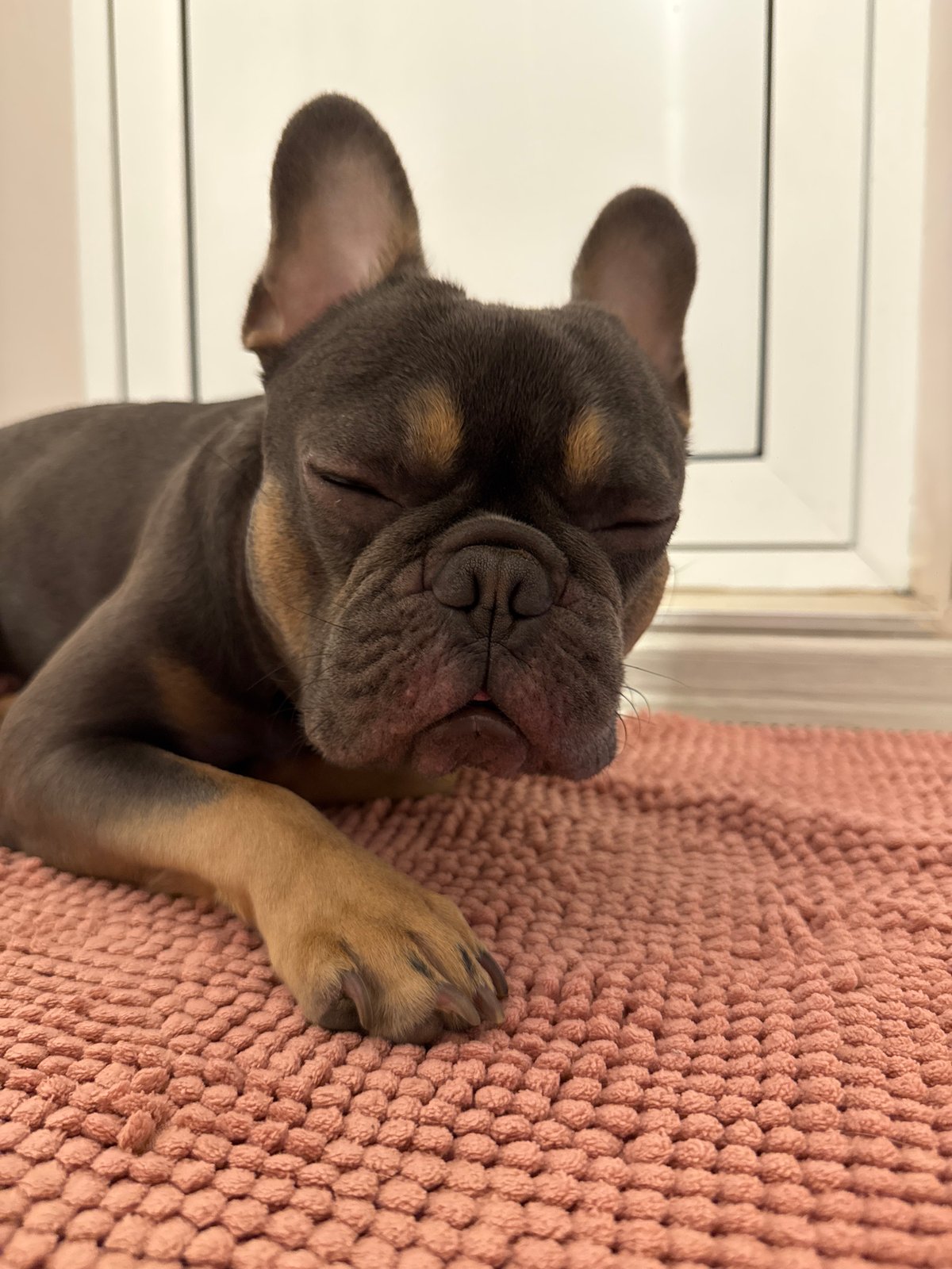 French Bulldog puppy photographed resting in Burgas, Bulgaria