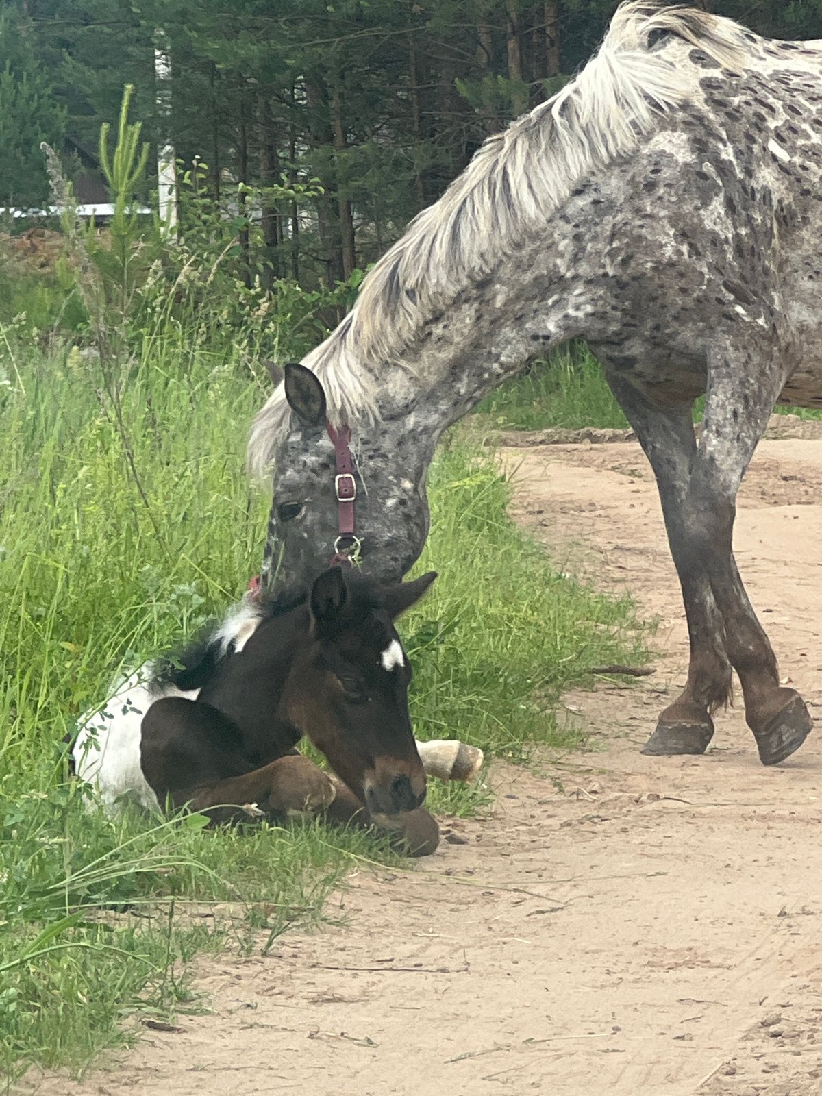 Mare and foal graze in Russian countryside meadows