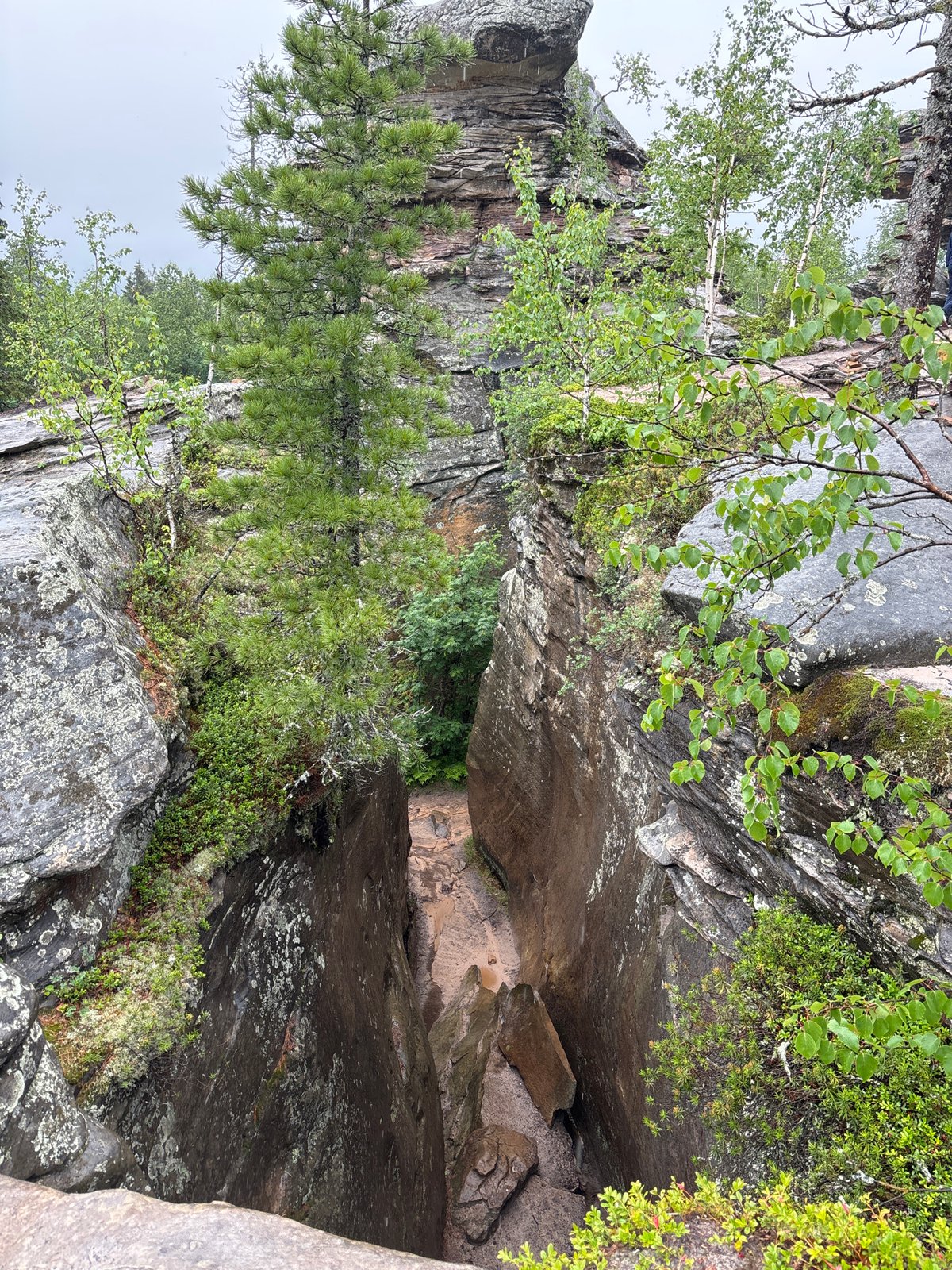 Rainy morning forest hike documented in Shumikhinskii nature area