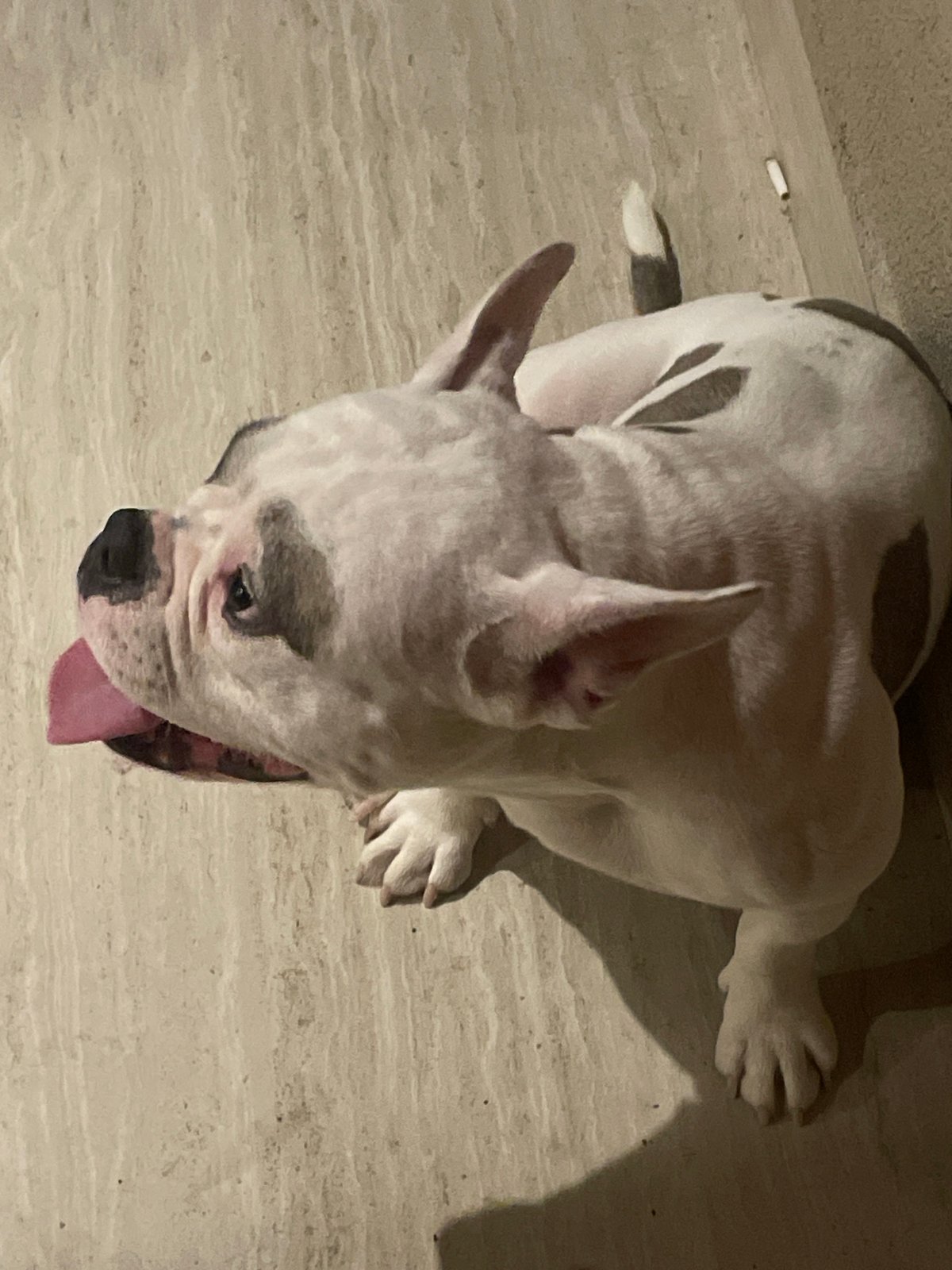 American Bulldog puppy plays with owners in Greek home