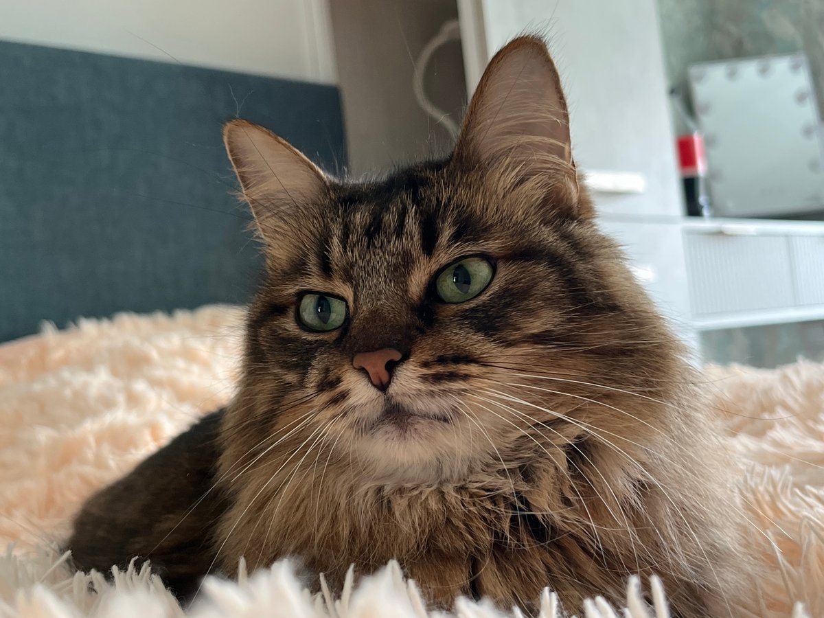 Tabby cat at rest, Babruysk home, multiple angles