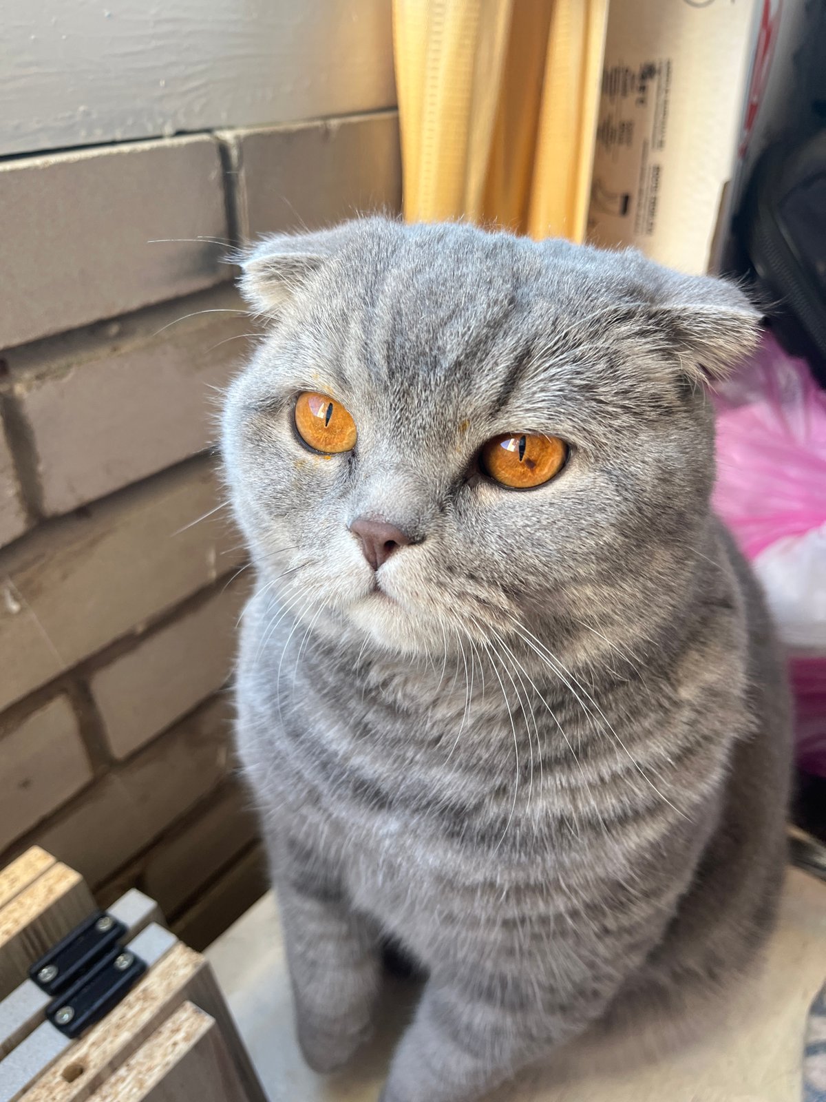 Woman documents early morning moments with Scottish Fold cat