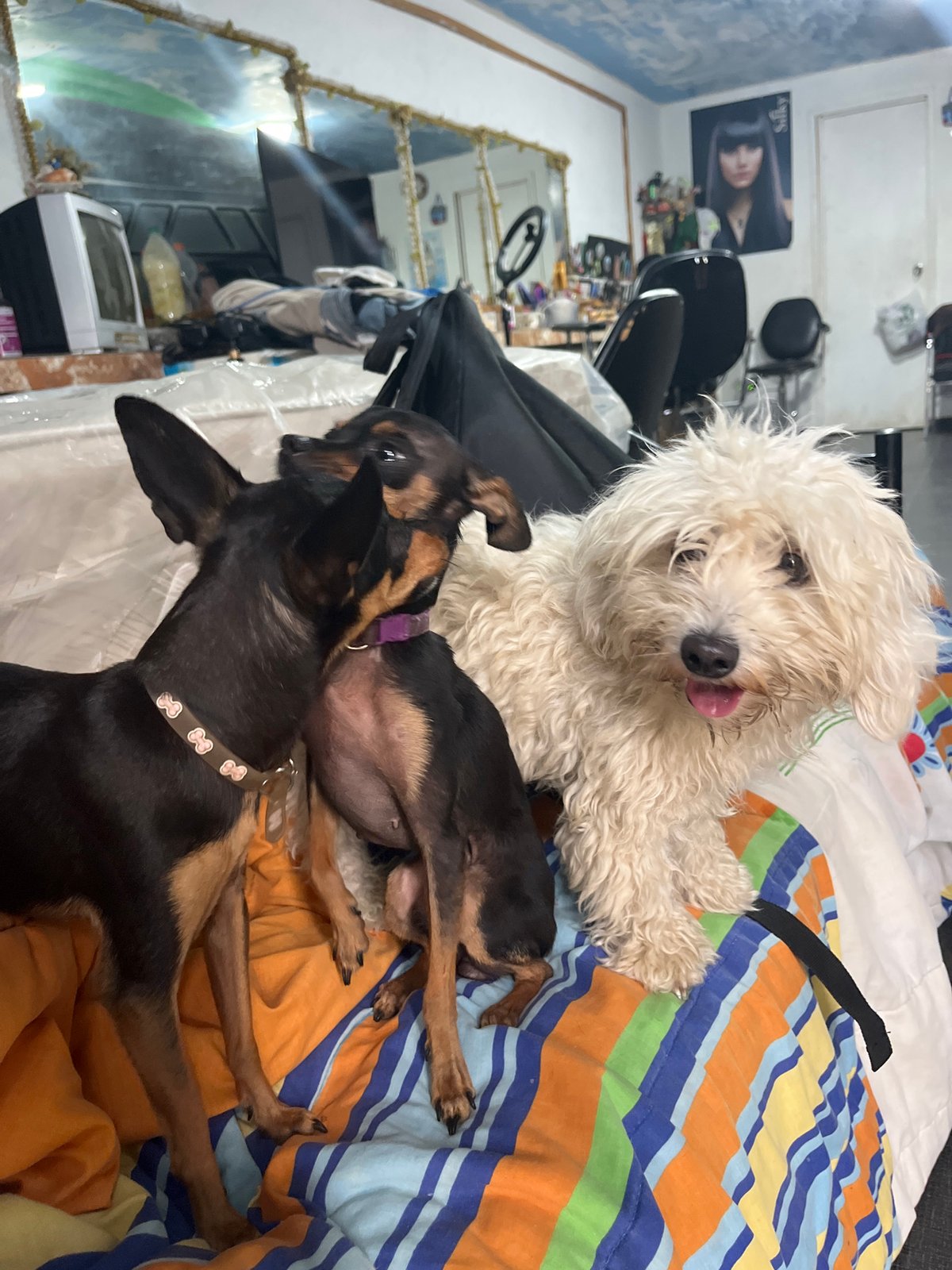 Pet owner documents quiet evening with small dogs