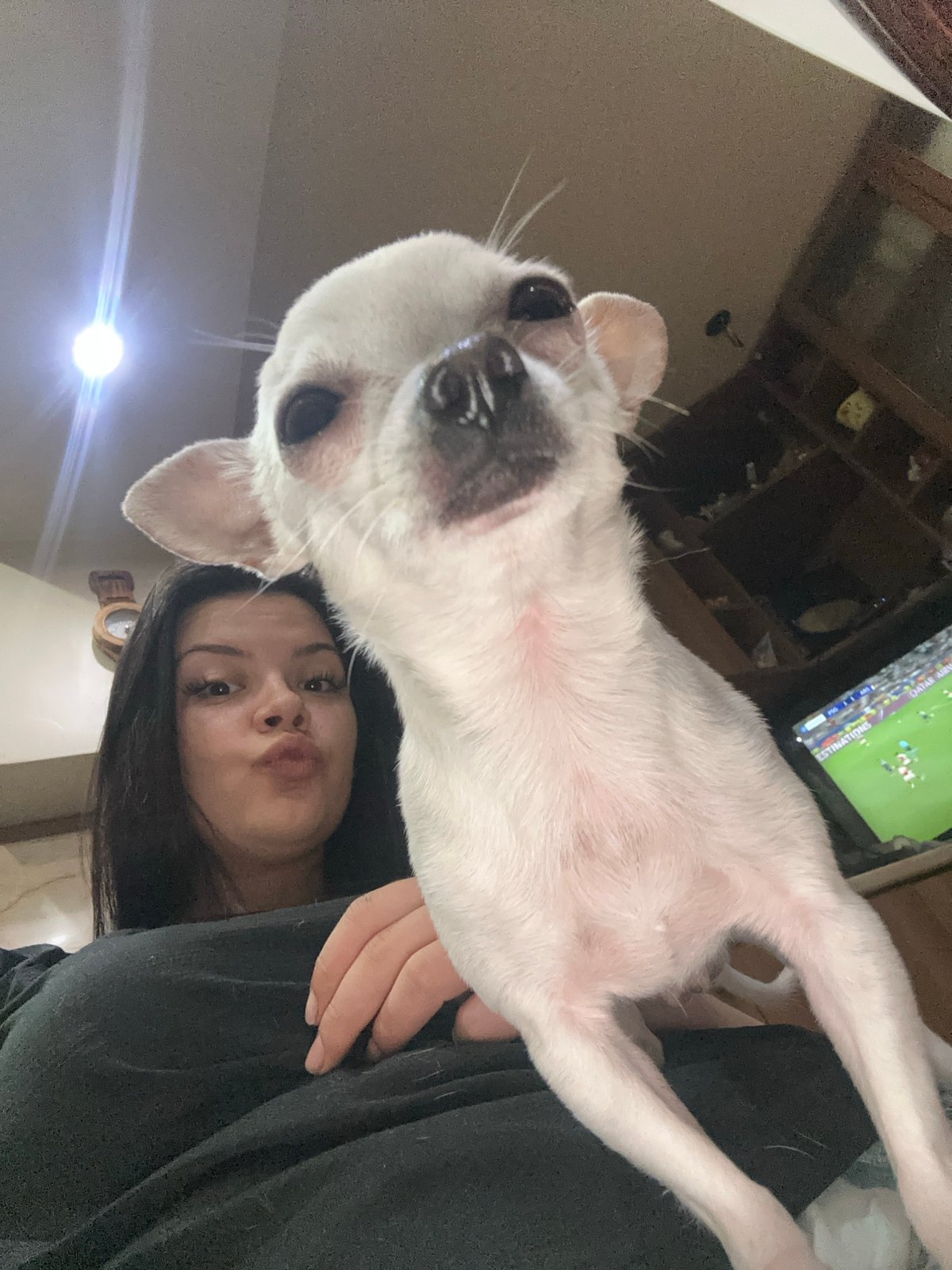 Woman takes selfies with white Chihuahua in Sliven, Bulgaria