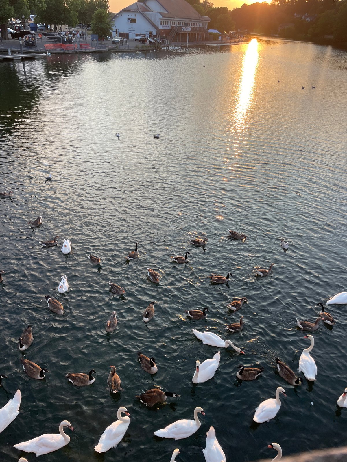 Sunset on the River Kennet with waterfowl at dusk