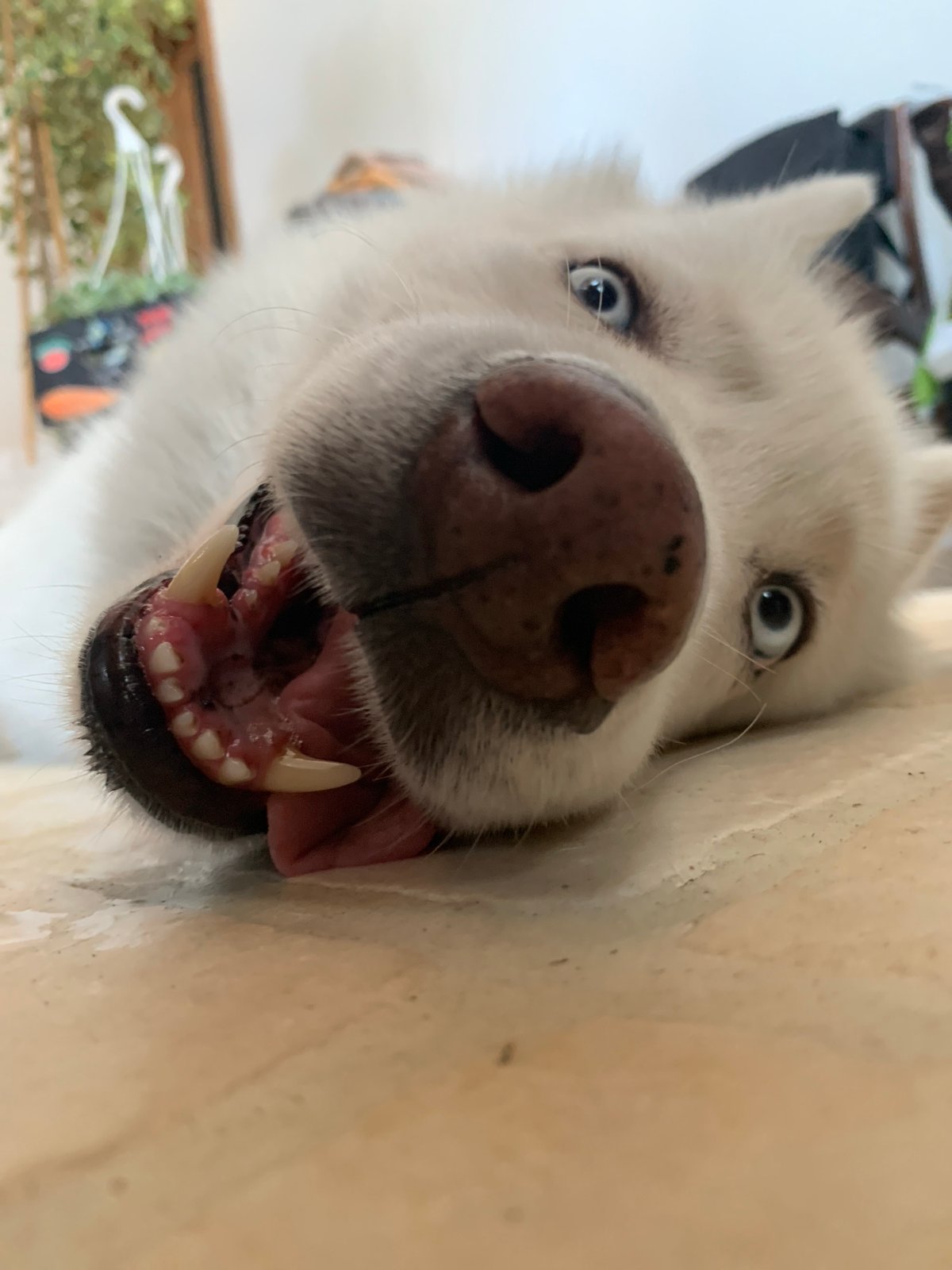 White husky chilling on a tiled floor in Tel Aviv