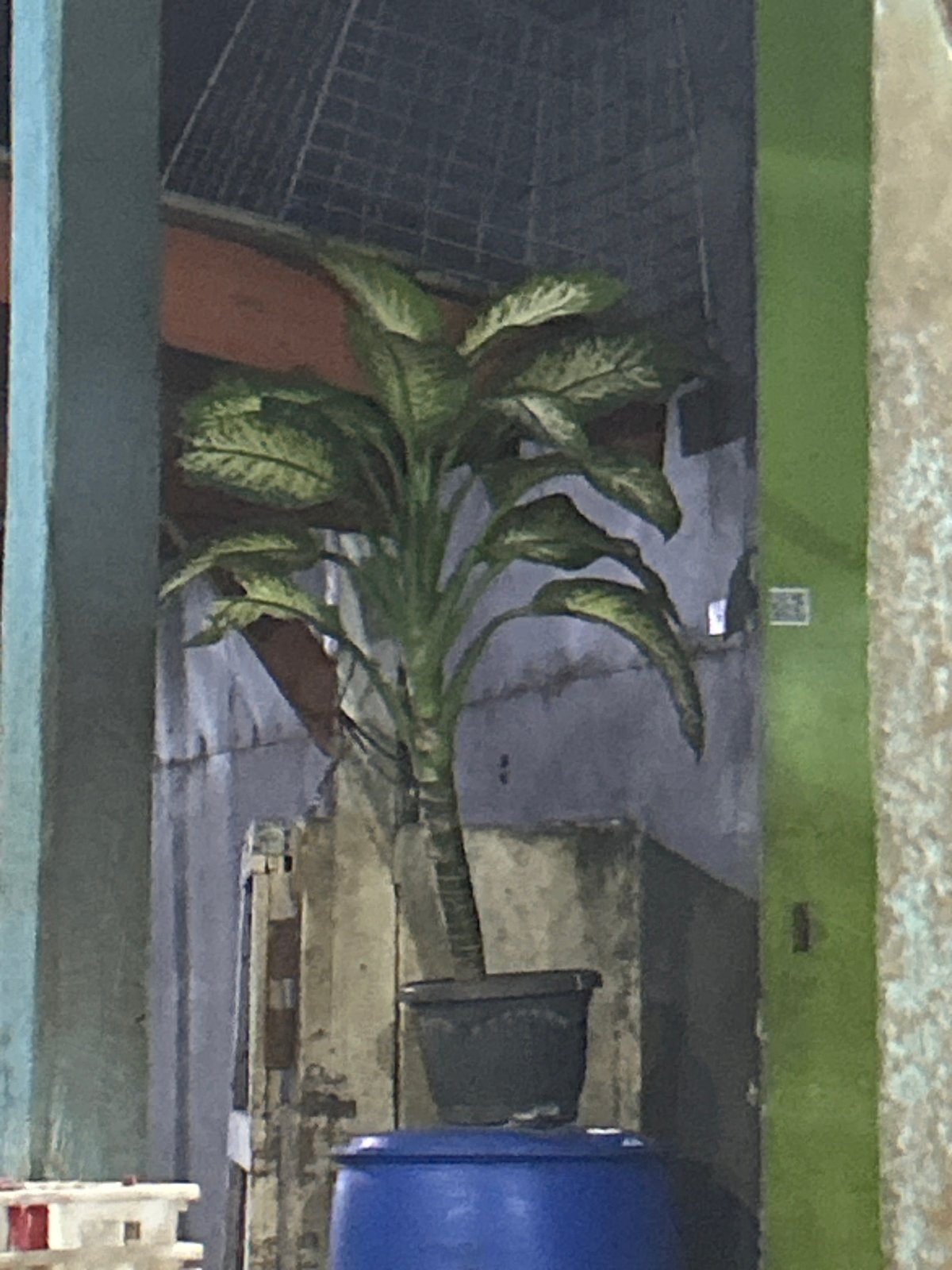 Cats, birds, fish, and everyday objects in North Jakarta