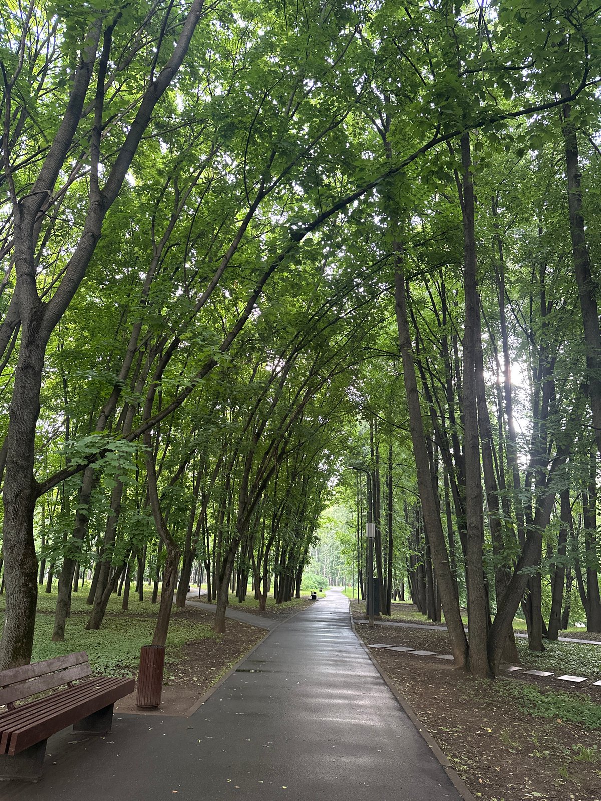 Park visitor documents squirrels, pathways in Khimki forest