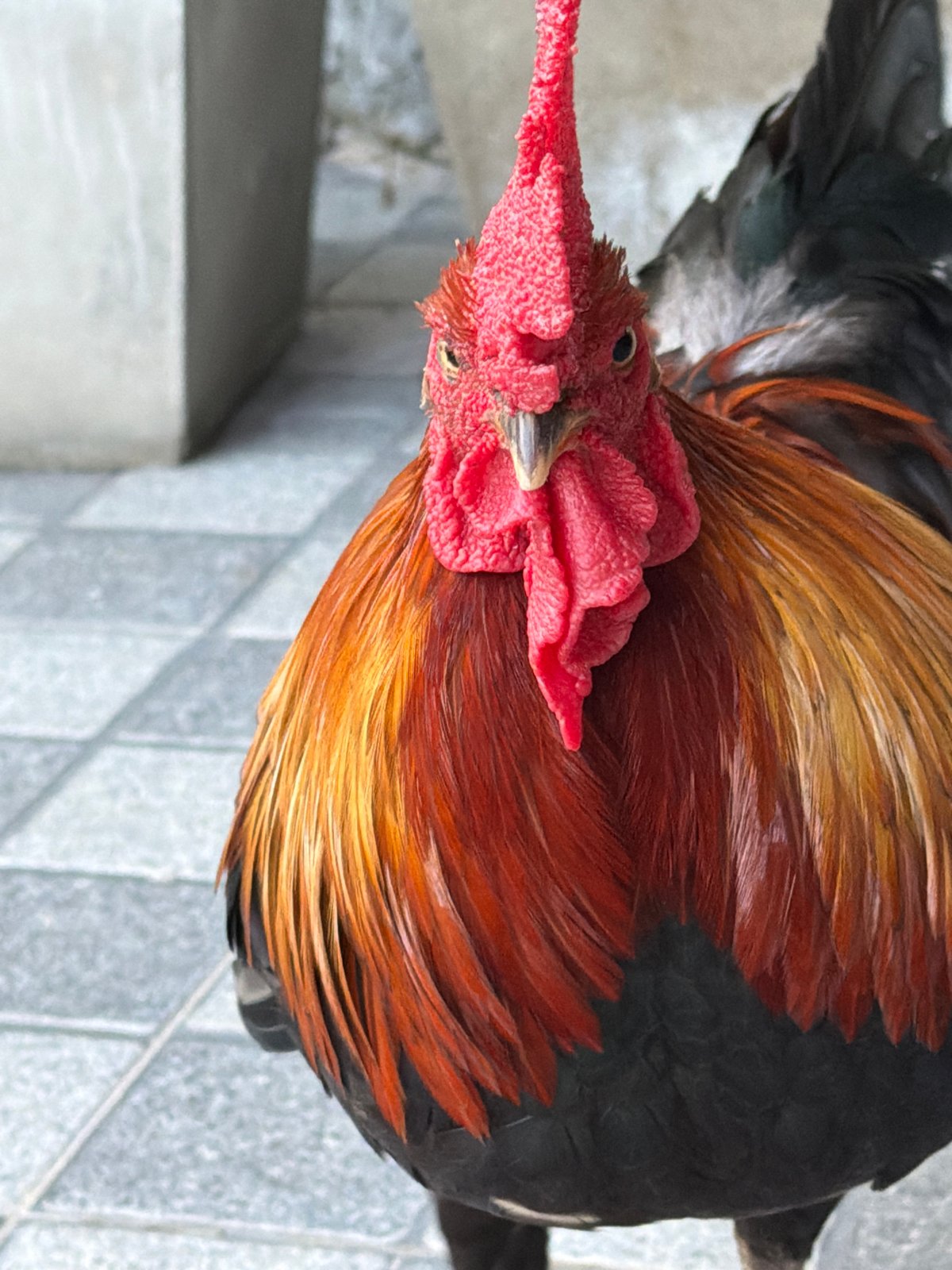 Rooster on a patio in Baan Bo Phut, sketched and photographed