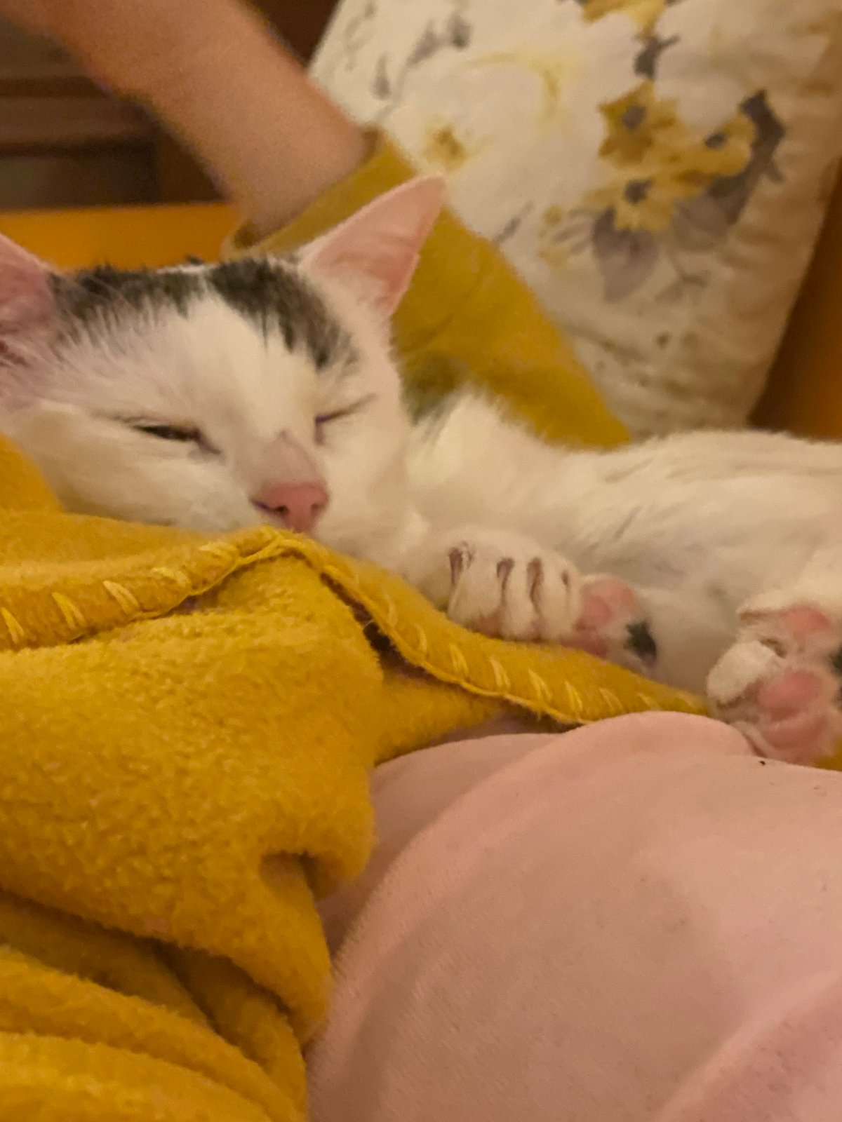 Cat sleeps peacefully in yellow blanket in Sofia