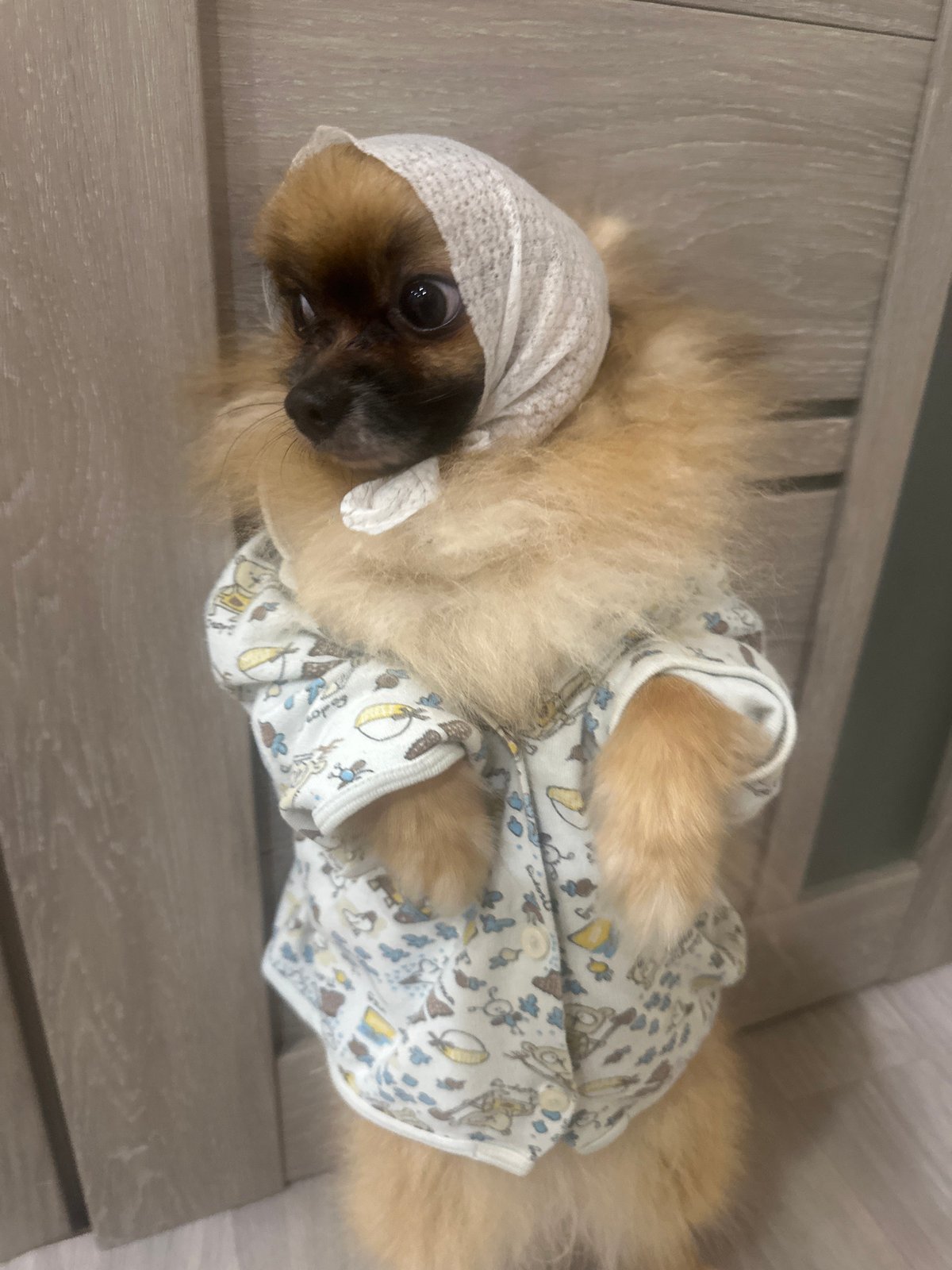 Pomeranian dressed up in pajamas and headscarves
