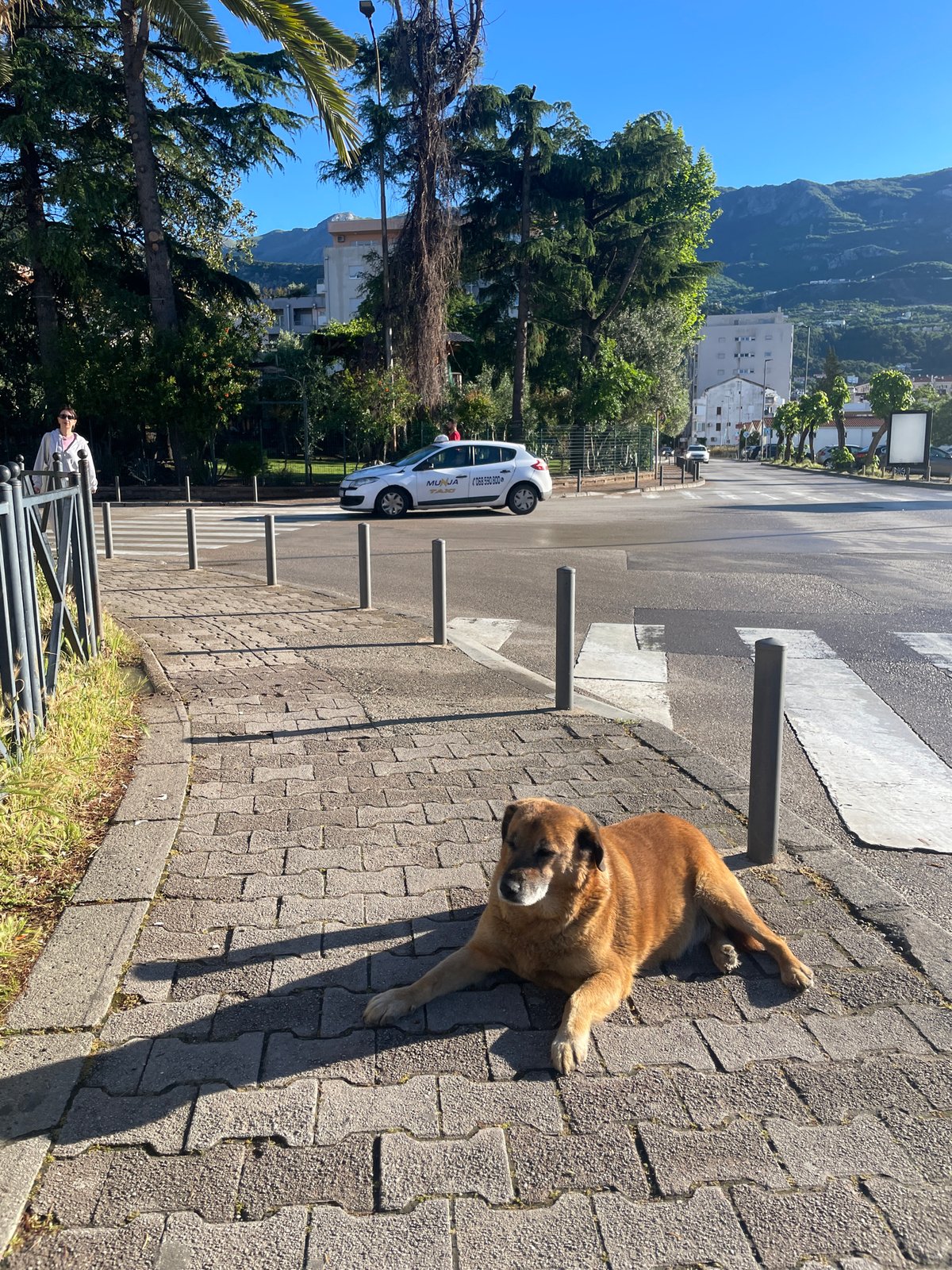 Dog rests on sidewalk near crosswalk in Budva