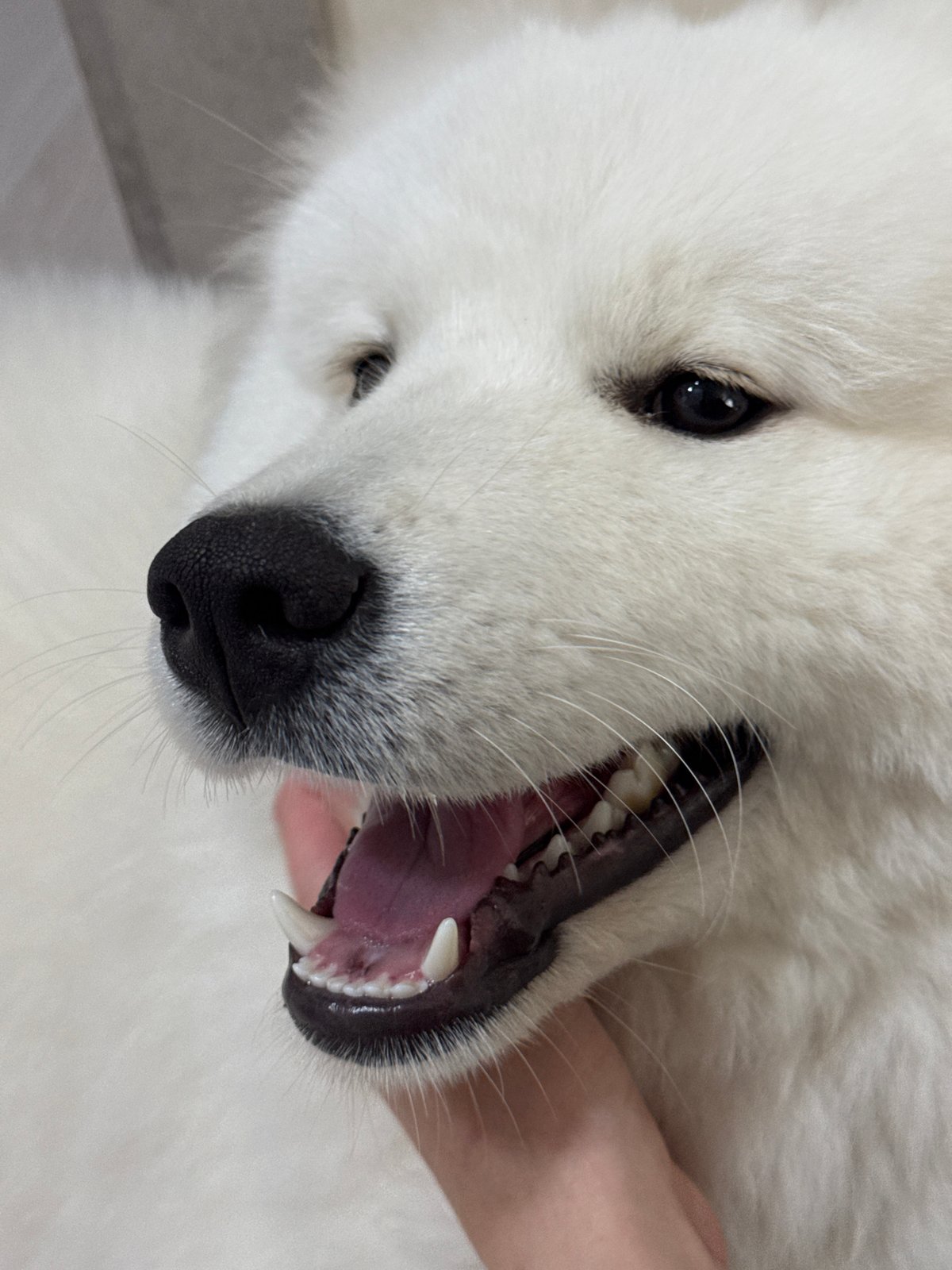 Woman shares quiet morning moments with Samoyed in Chaikovsky