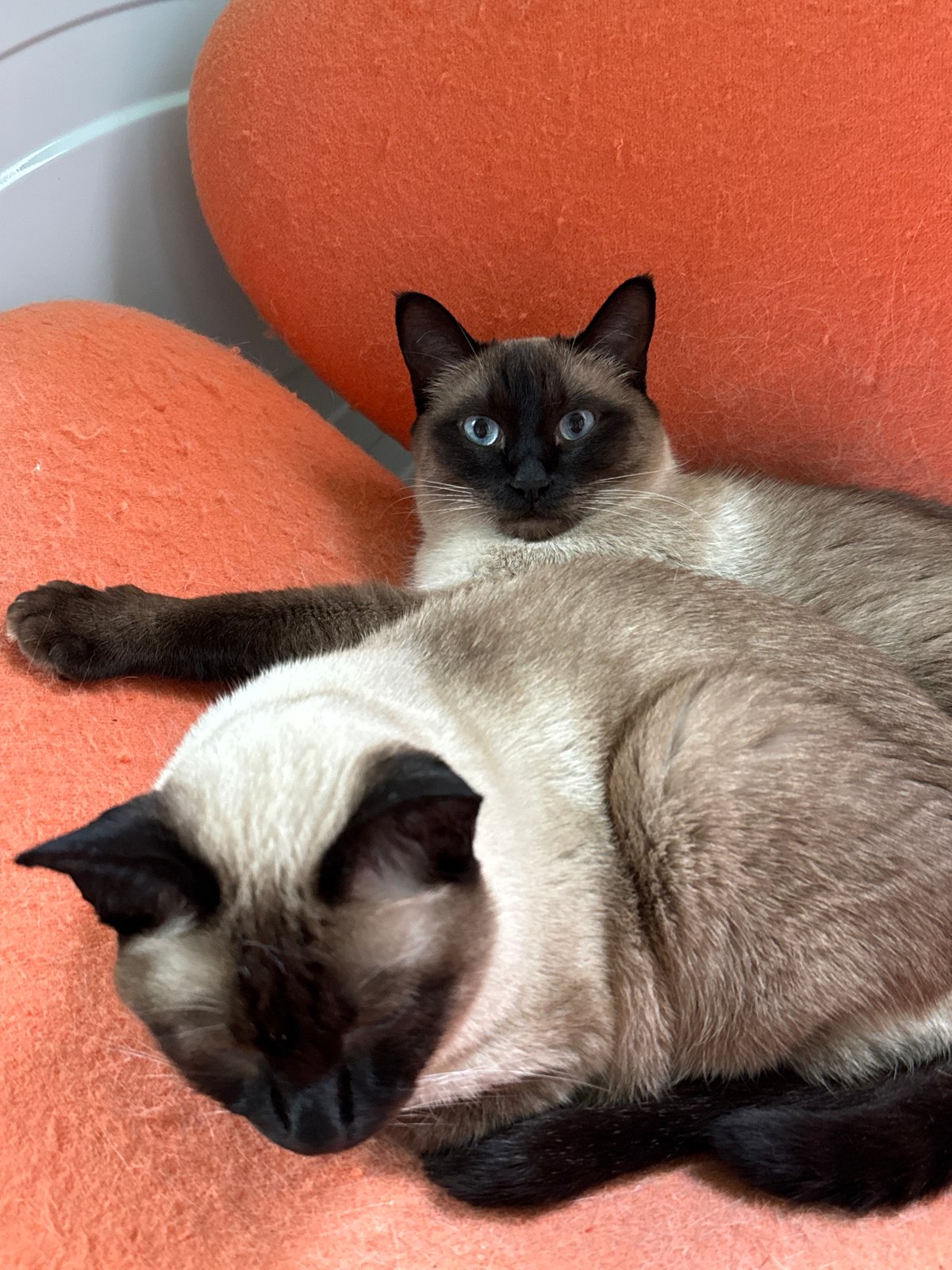 Siamese cats at rest in a Russian backyard, July morning